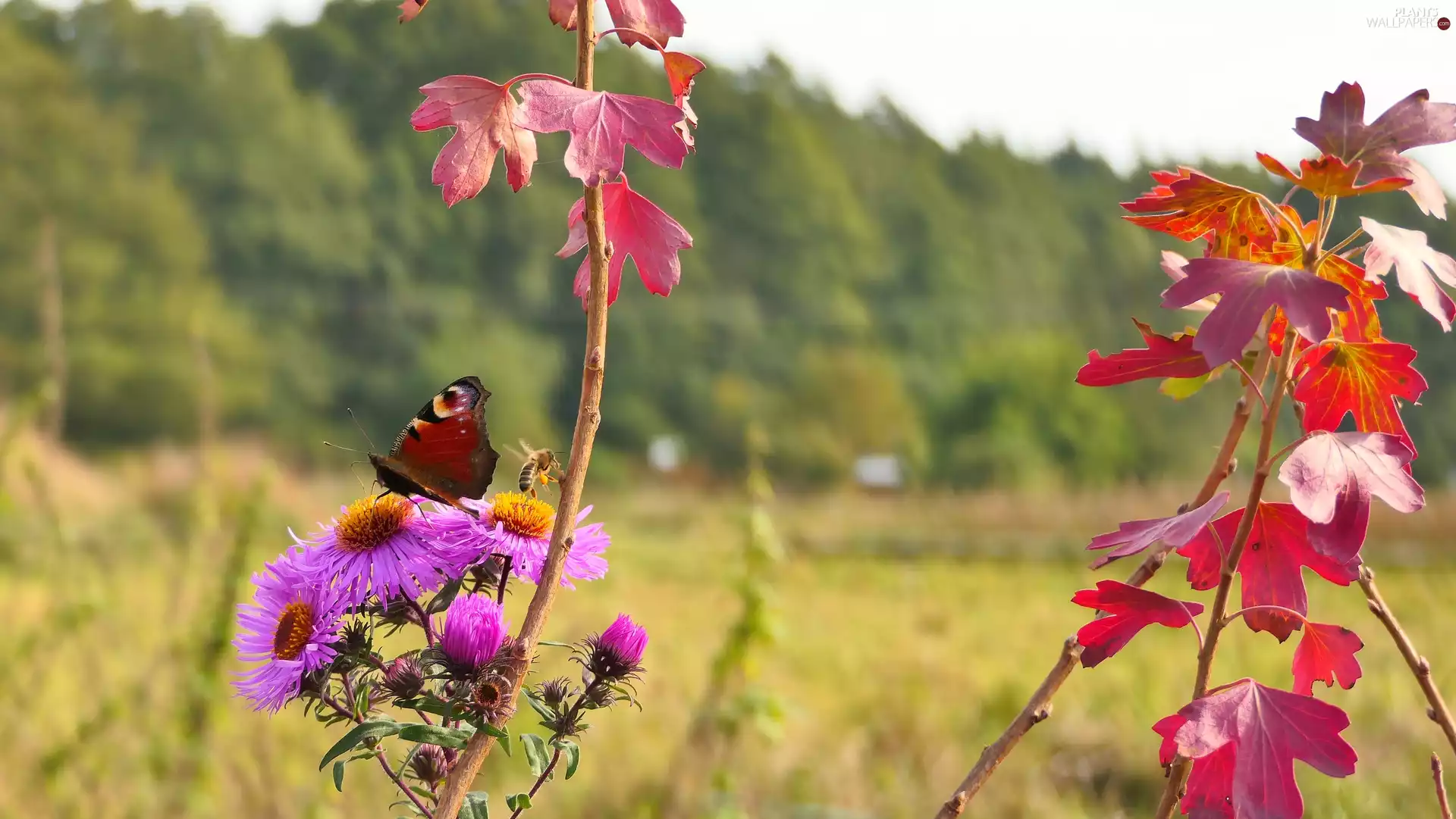Flowers, Leaf, butterfly, bee, Peacock