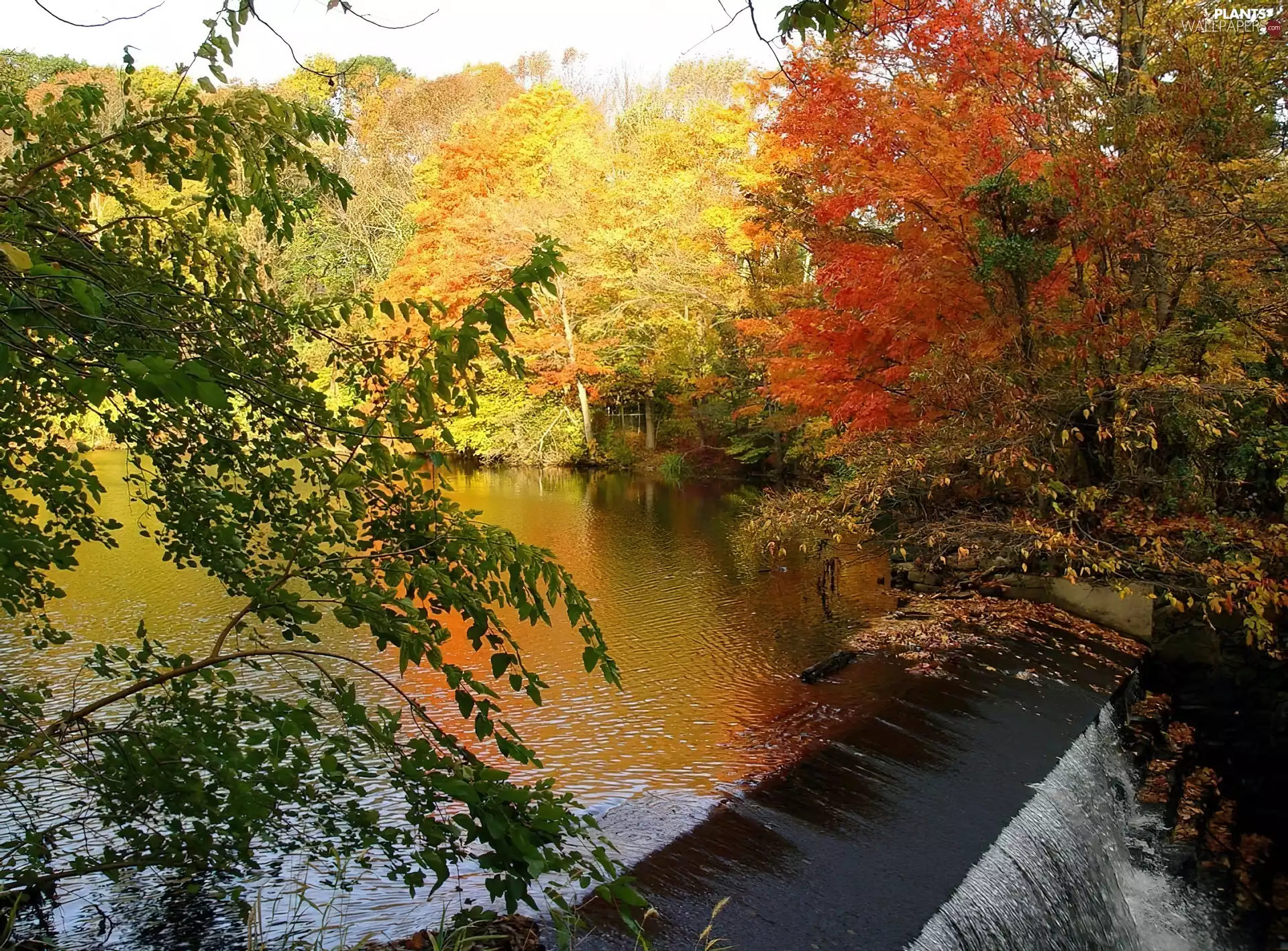 viewes, Leaf, cascade, trees, brook