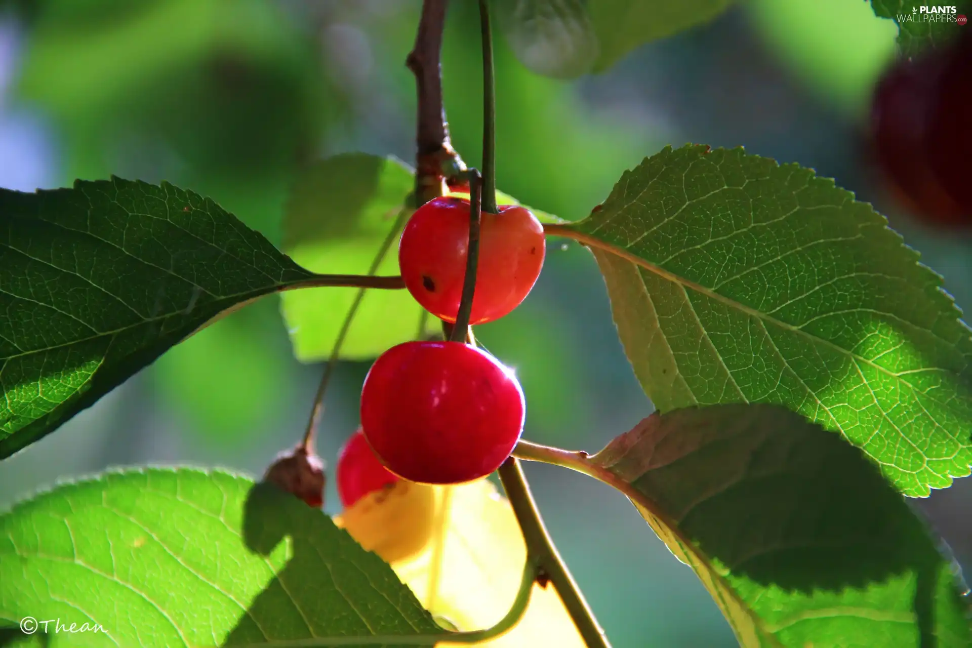 cherries, Fruits, Leaf, Red