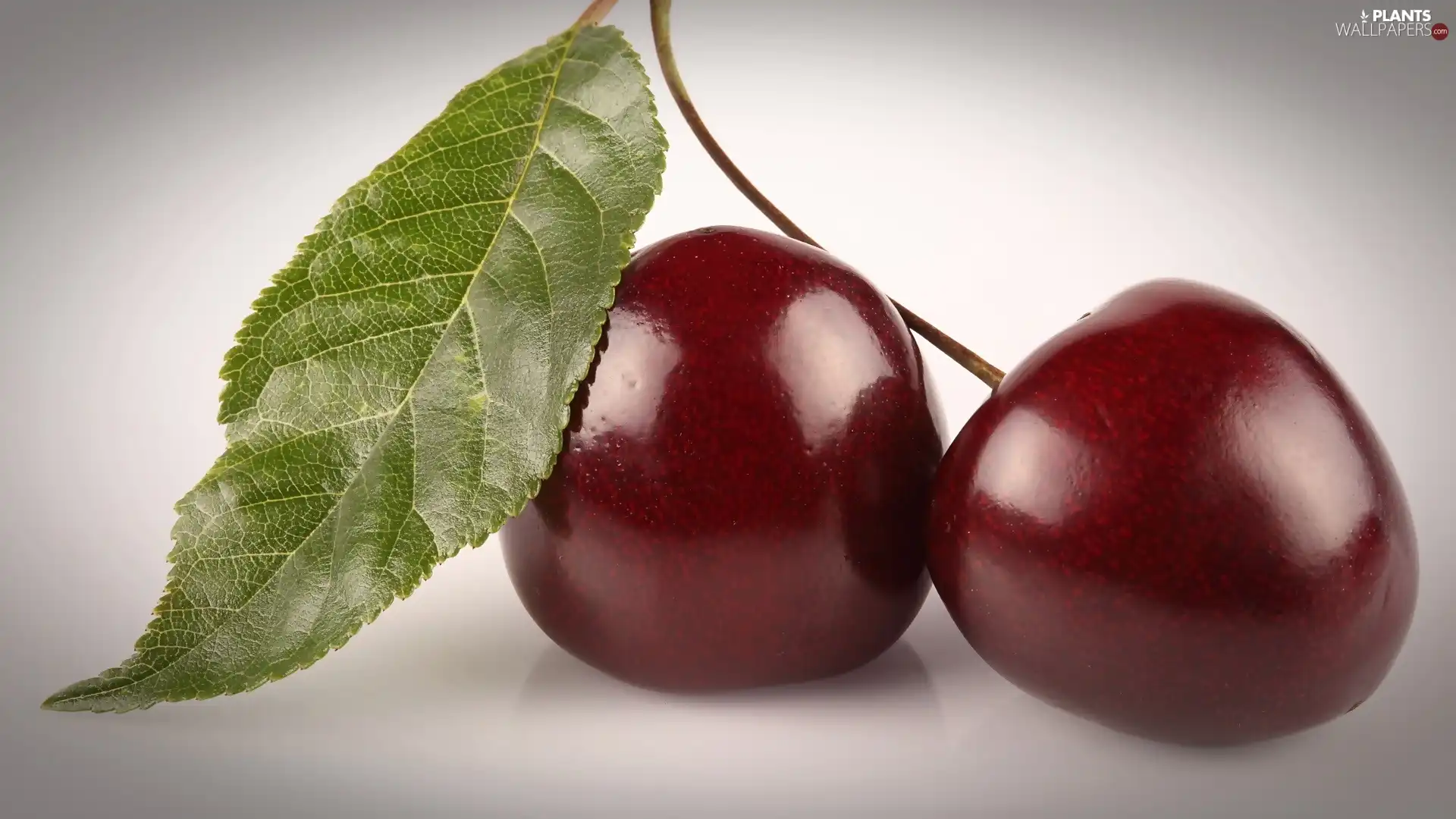 leaf, Two, cherries