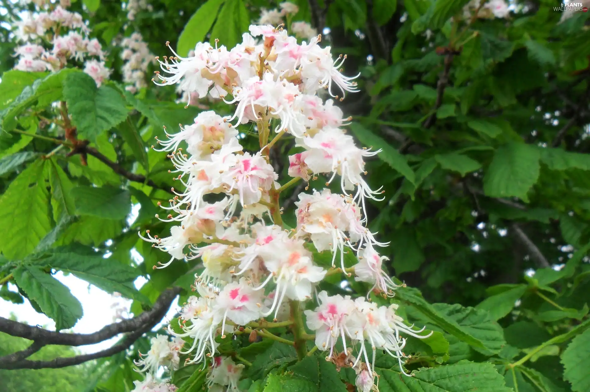 Leaf, flower, chestnut