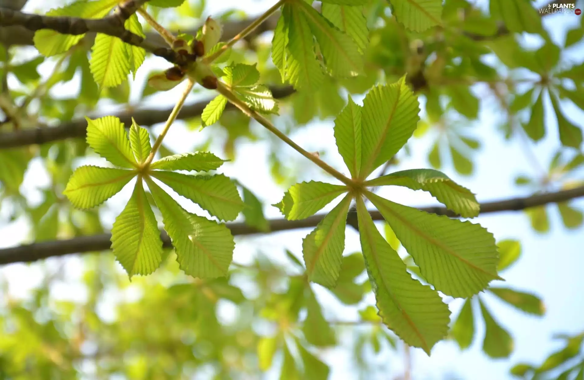 chestnut, green ones, Leaf