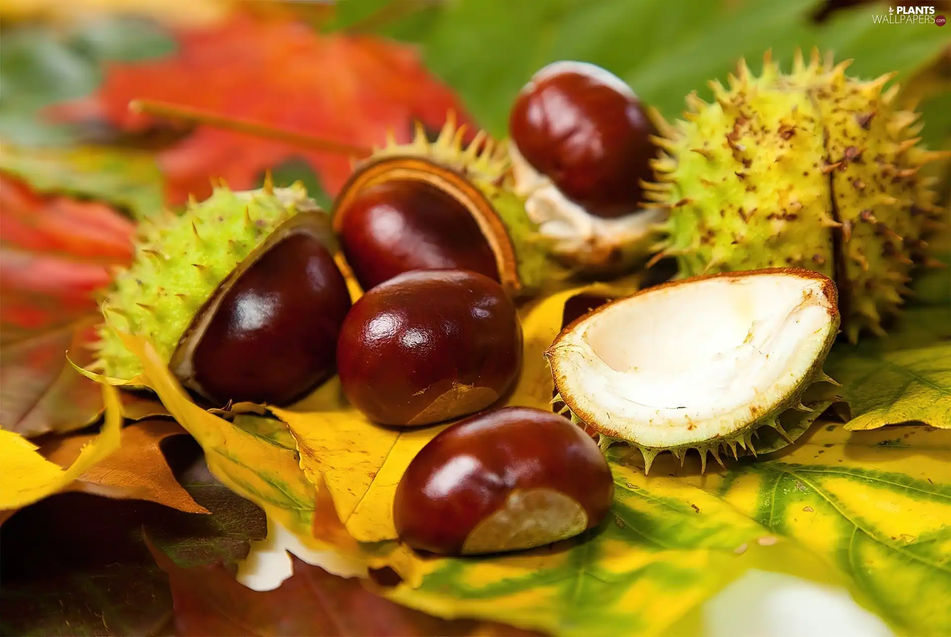 chestnuts, Leaf