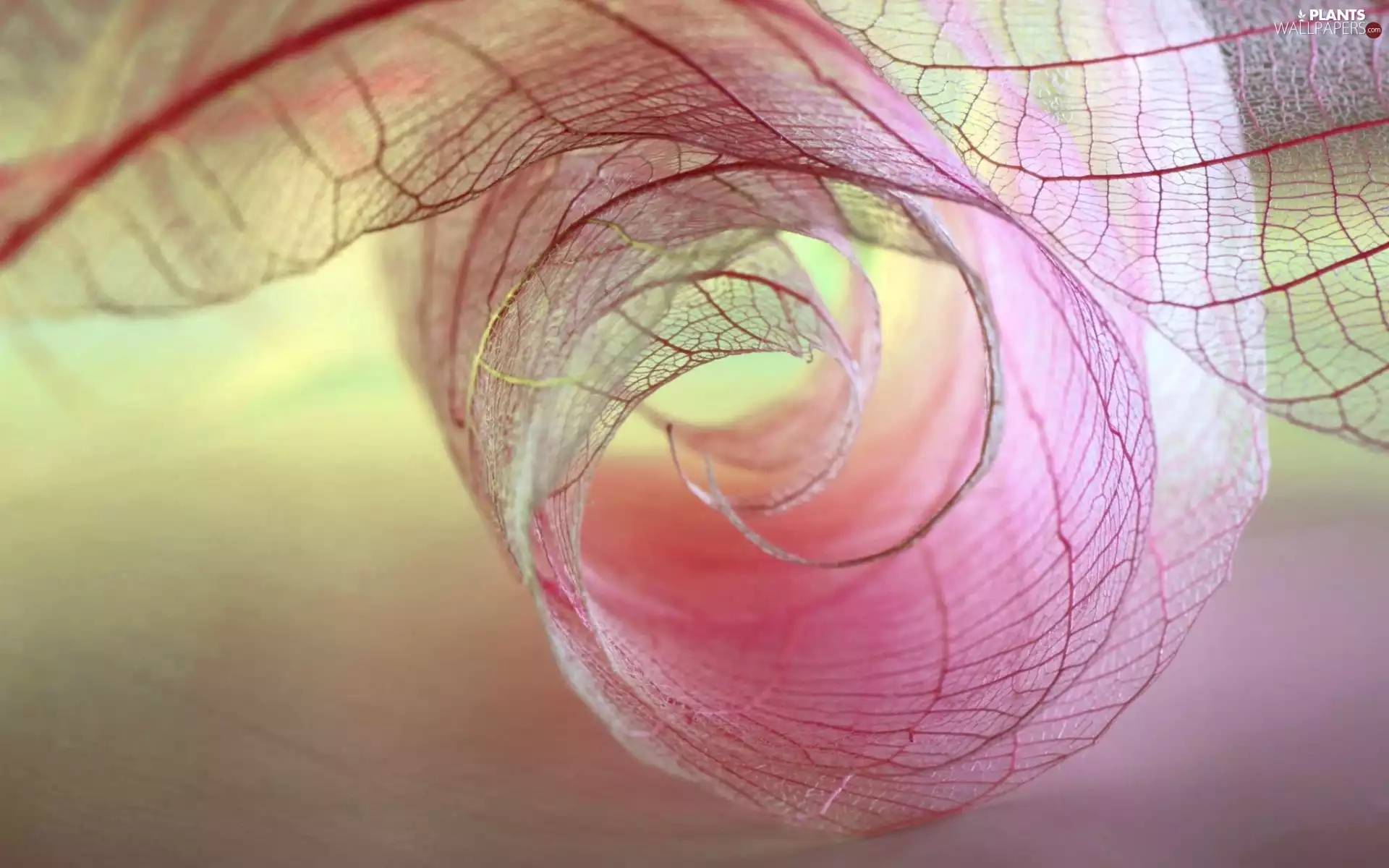 clear, Lines, Close, leaf