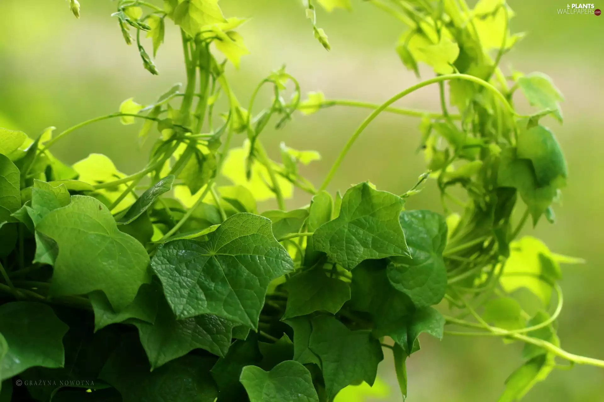 climber, green ones, Leaf