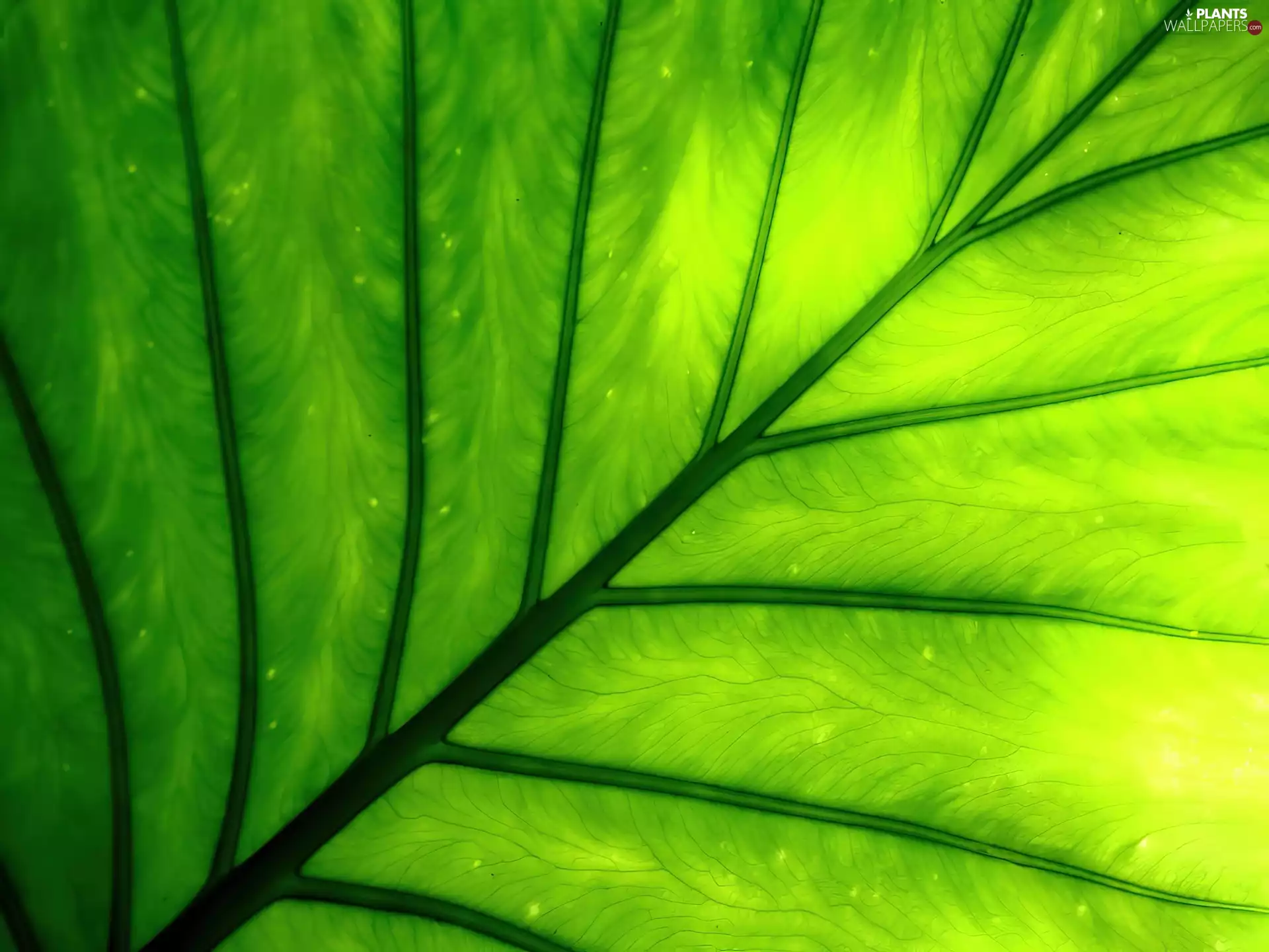 Close, Light Green, leaf