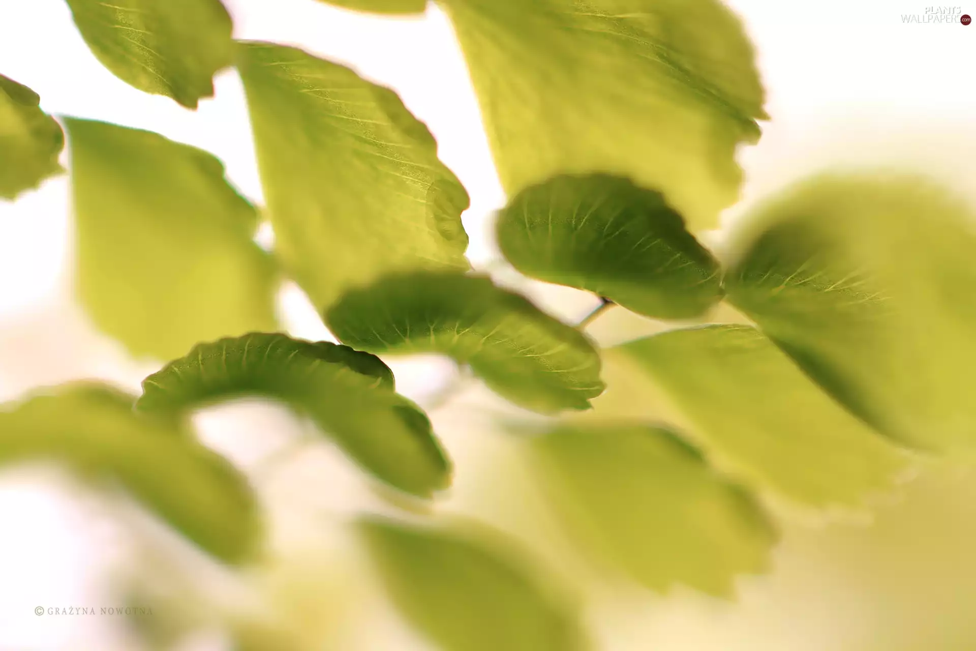 Close, green ones, Leaf