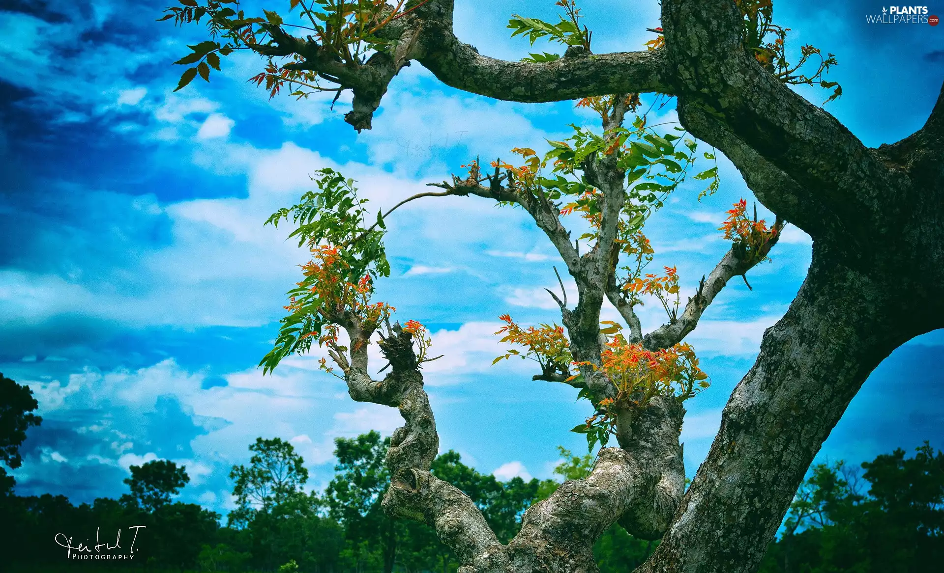 trees, Sky, leaves, Leaf, color, clouds