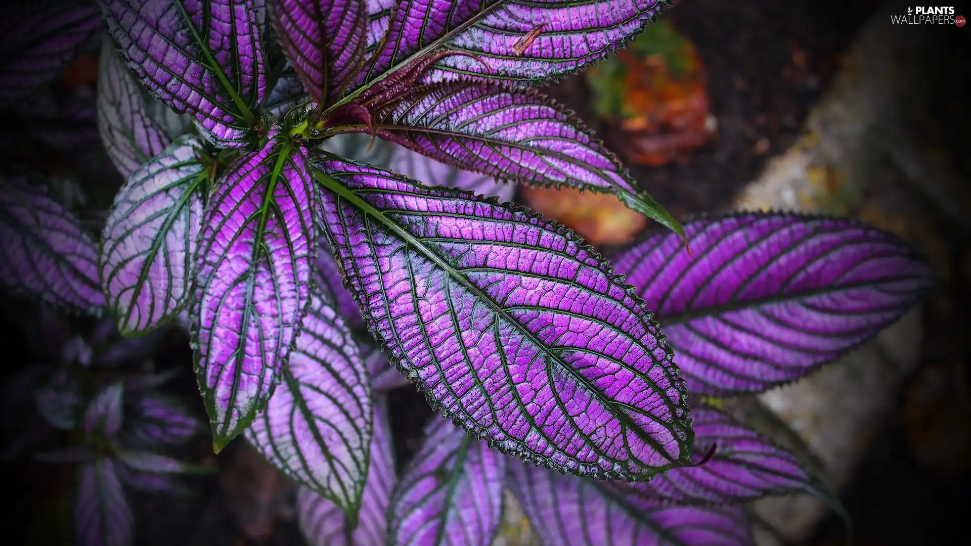 Leaf, plant, Coleus