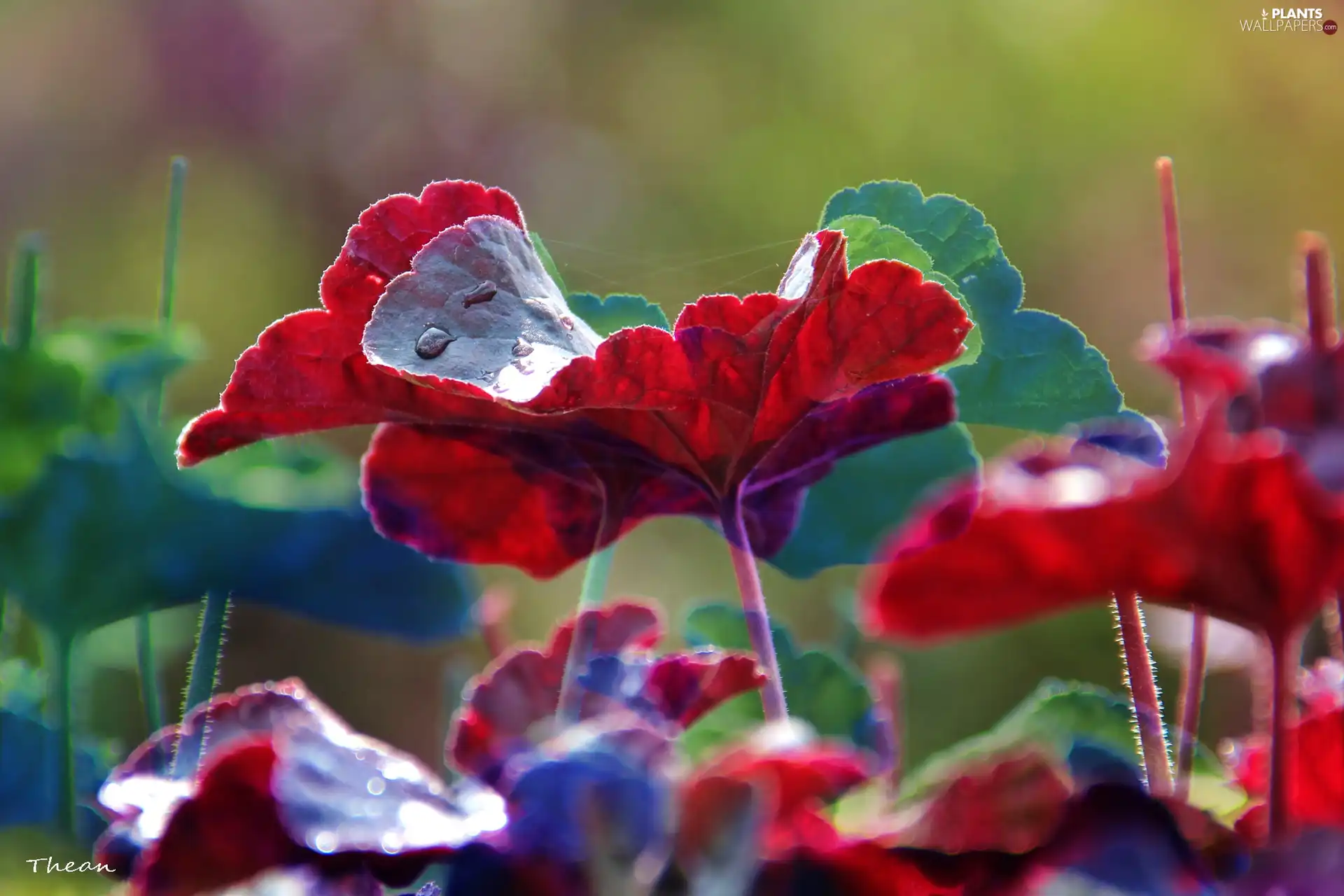 color, Leaf