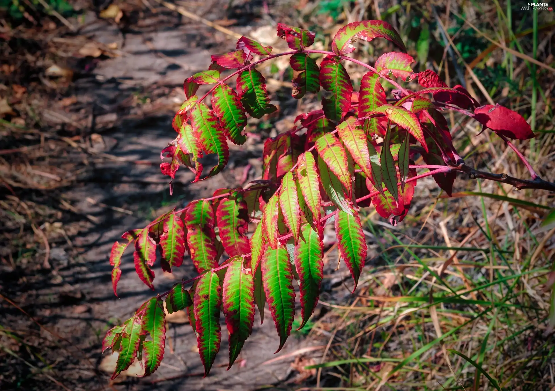 color, Leaf