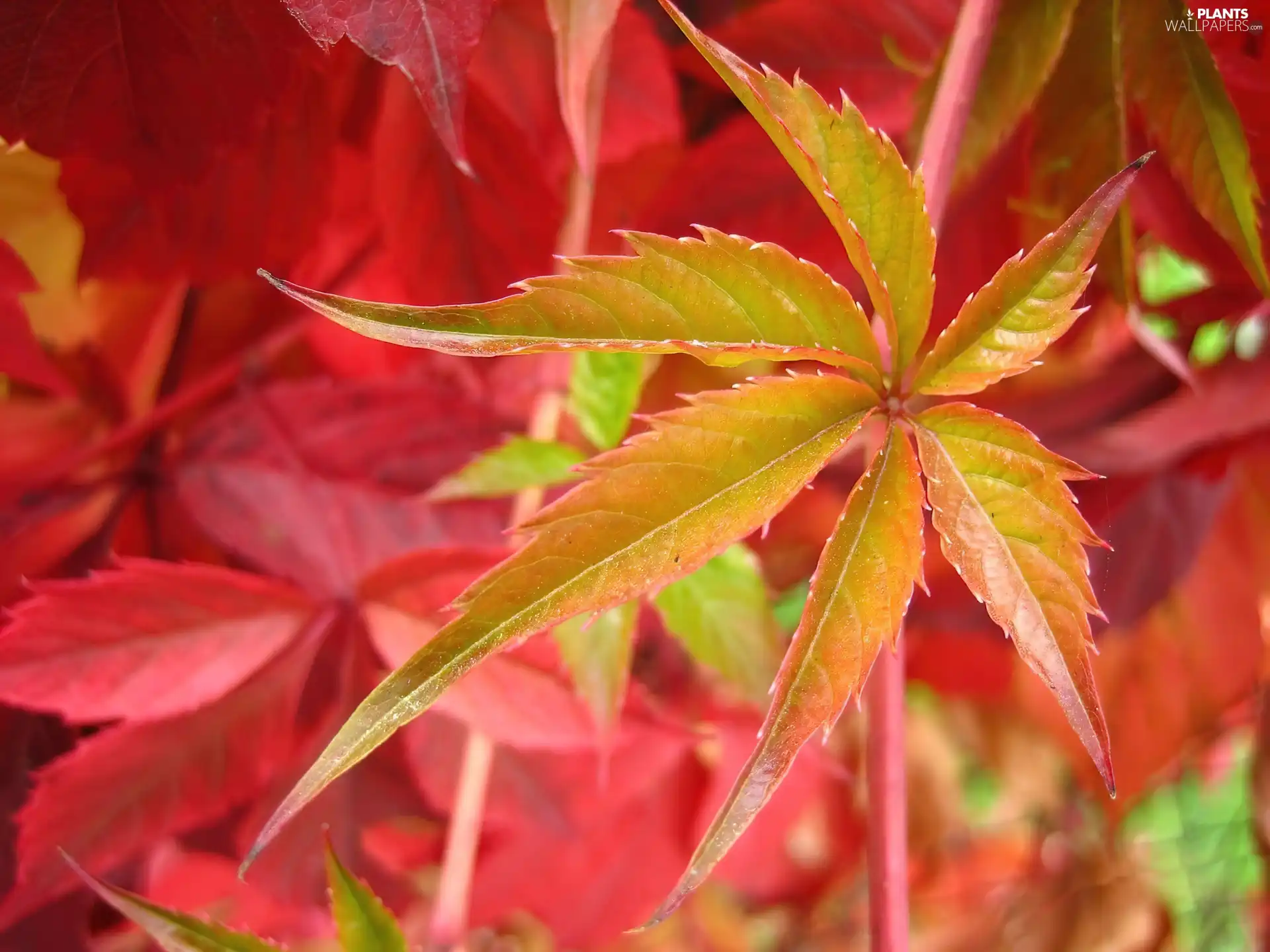 color, Leaf