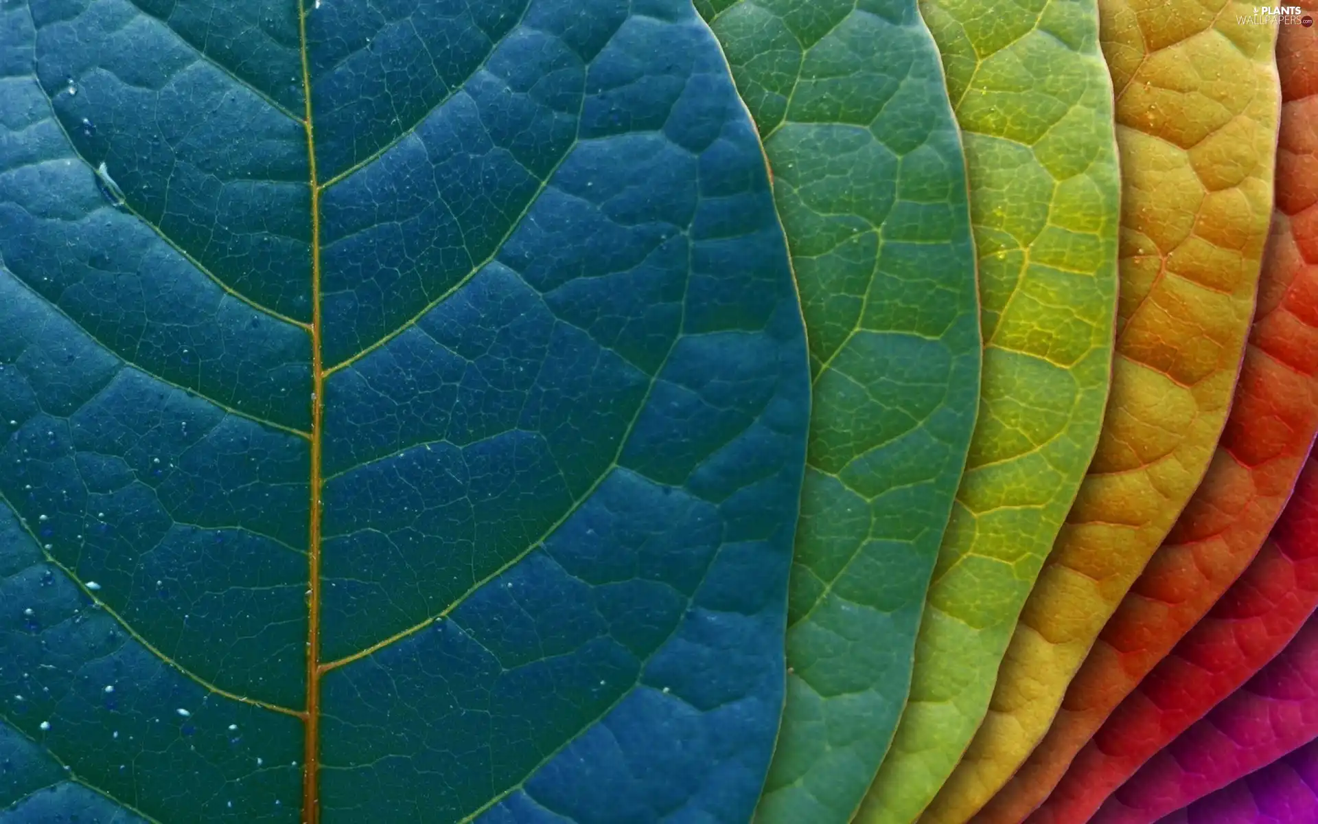 color, Leaf