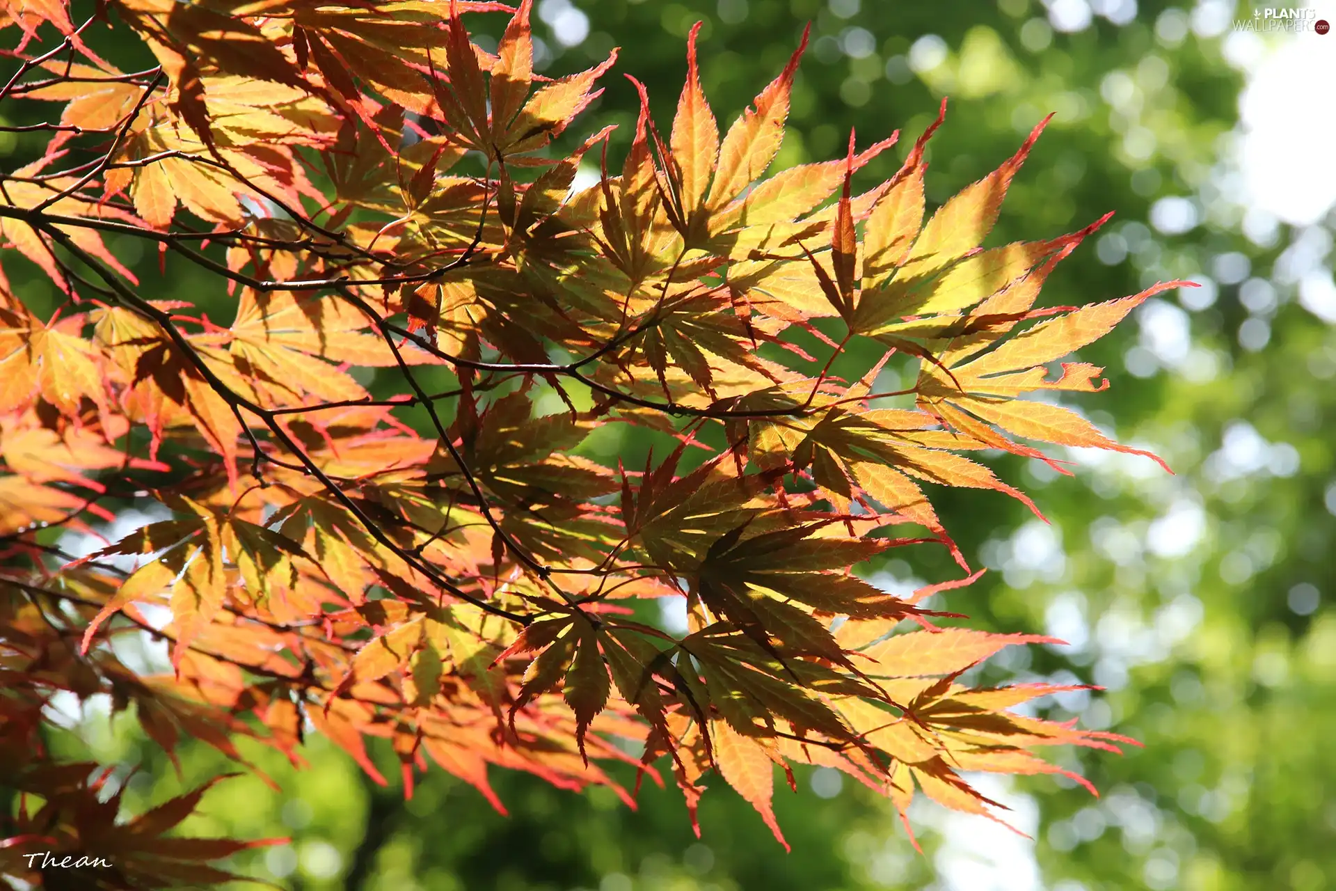 color, Leaf