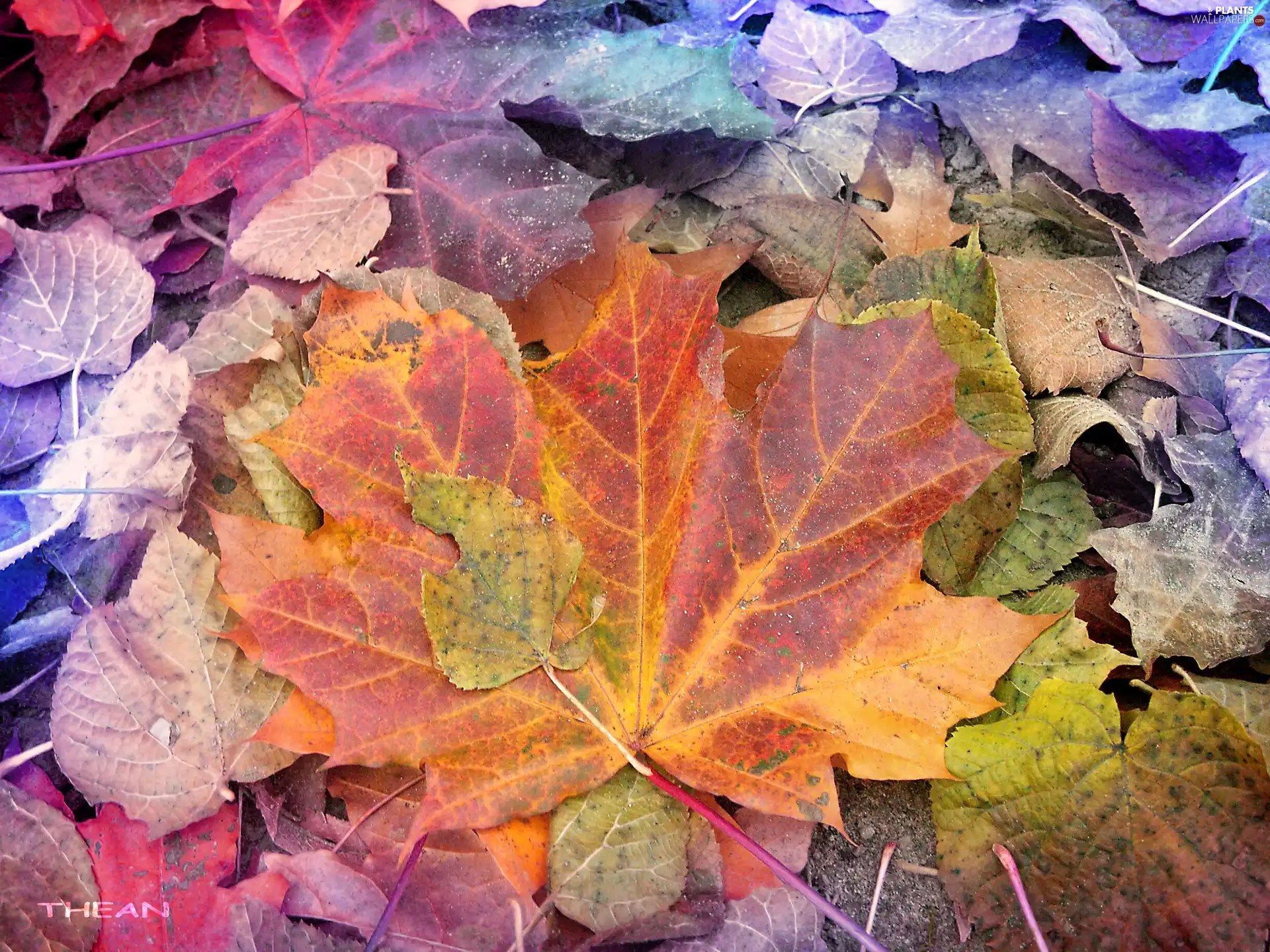 Leaf, Autumn, color