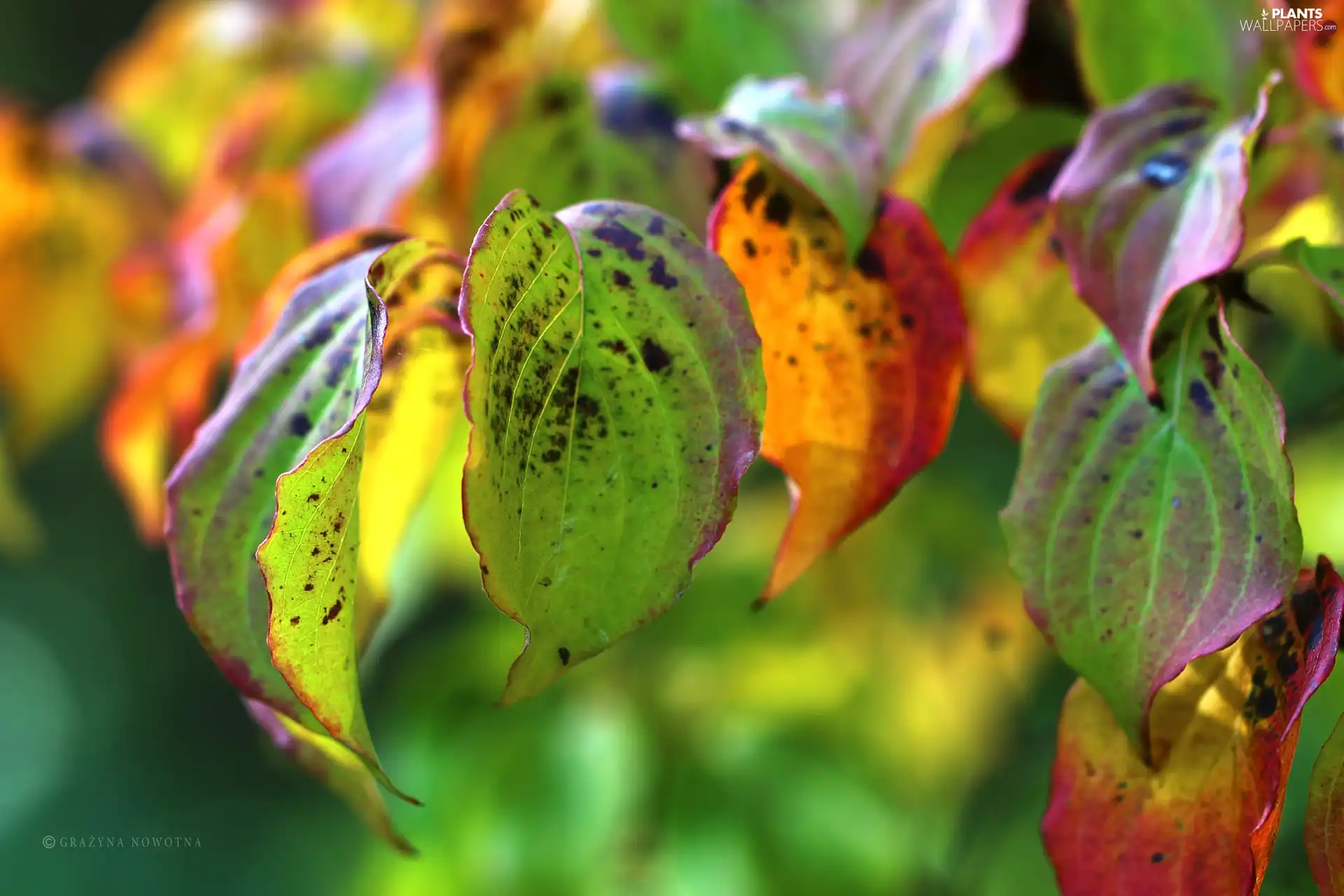 Leaf, Autumn, color