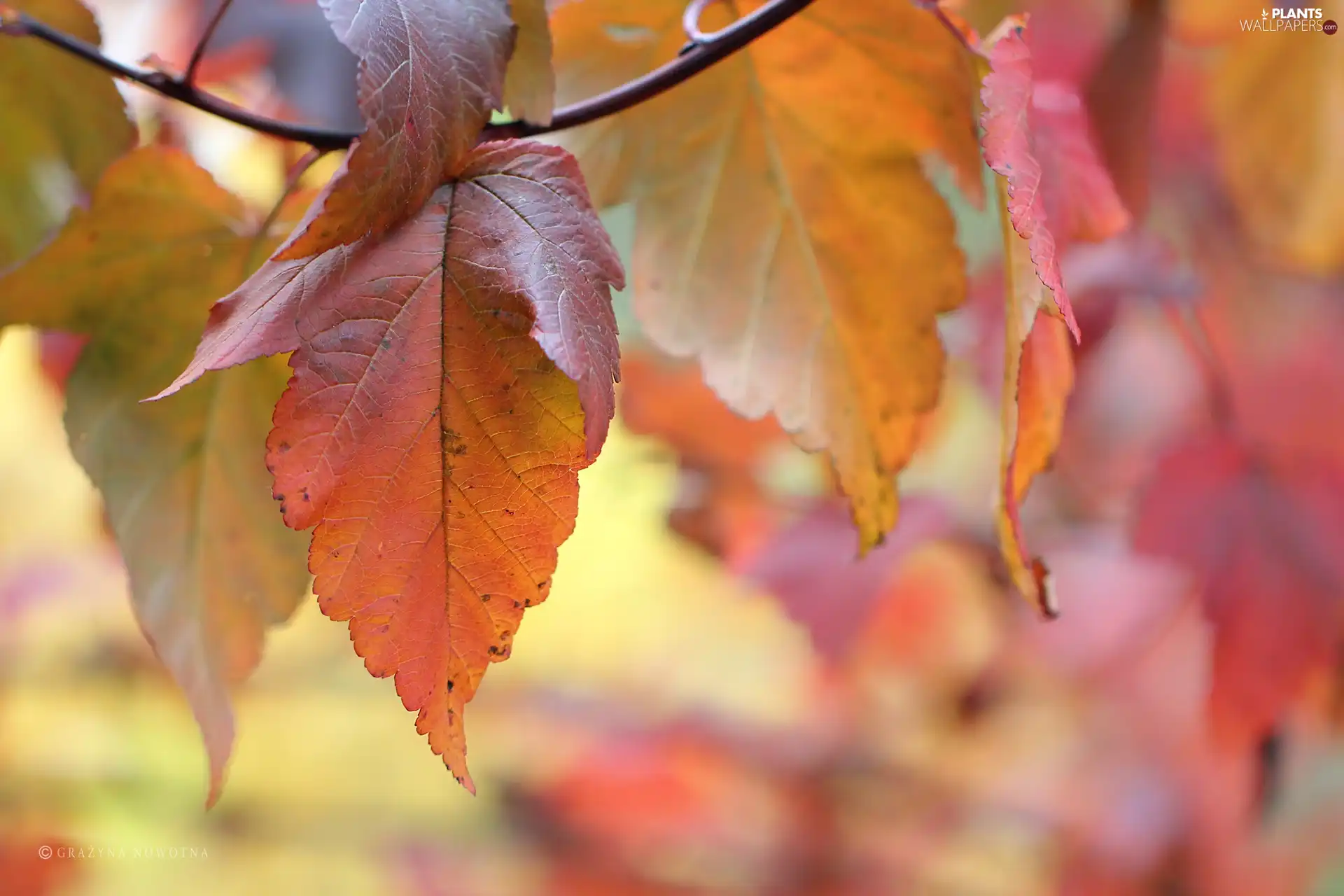 Leaf, Autumn, color