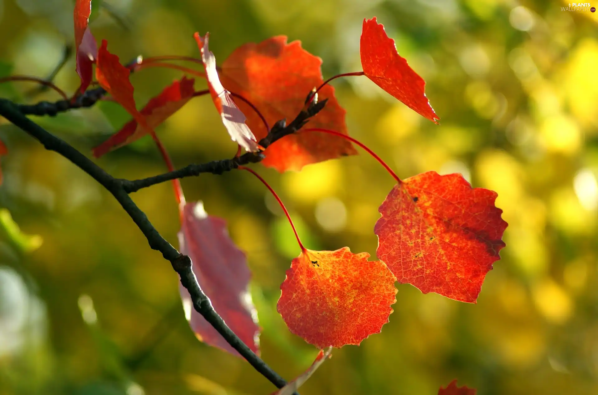 color, autumn, Leaf, Colours