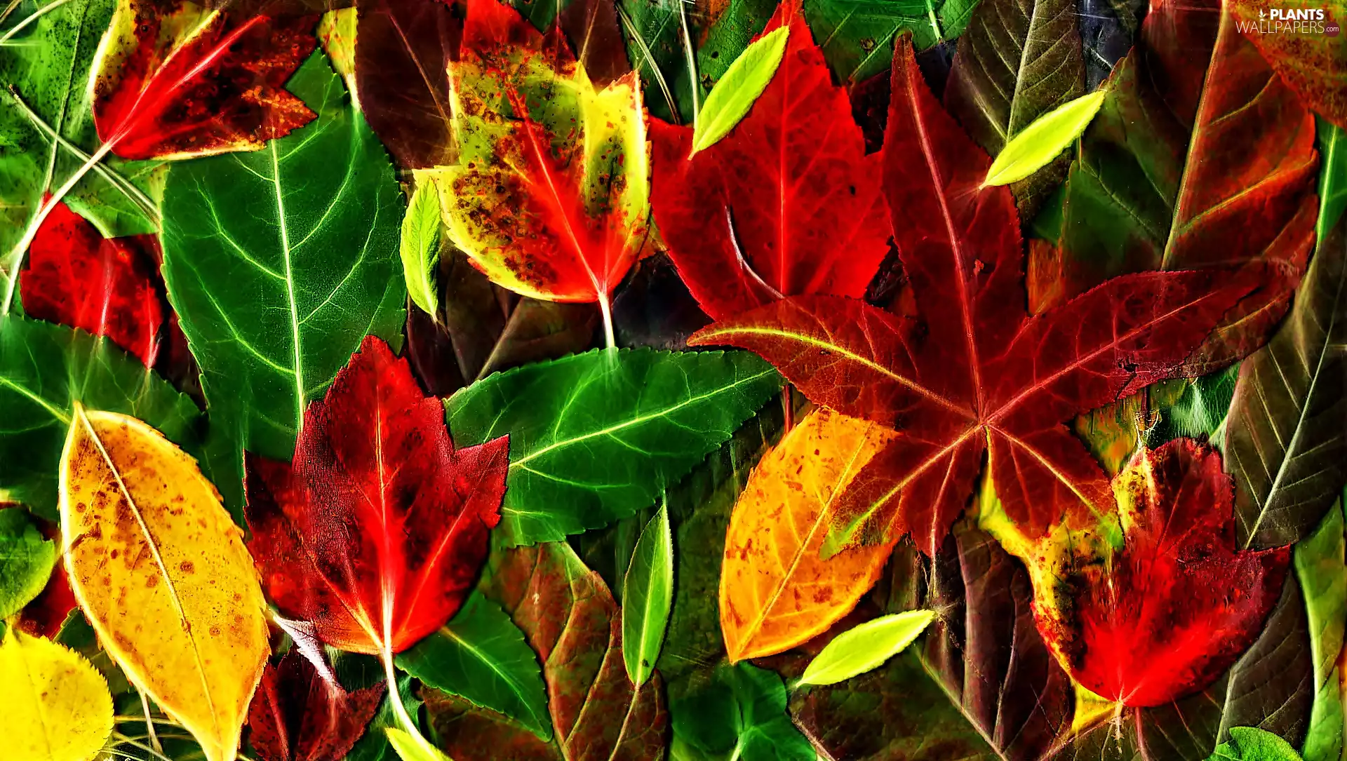 Leaf, Autumn, color