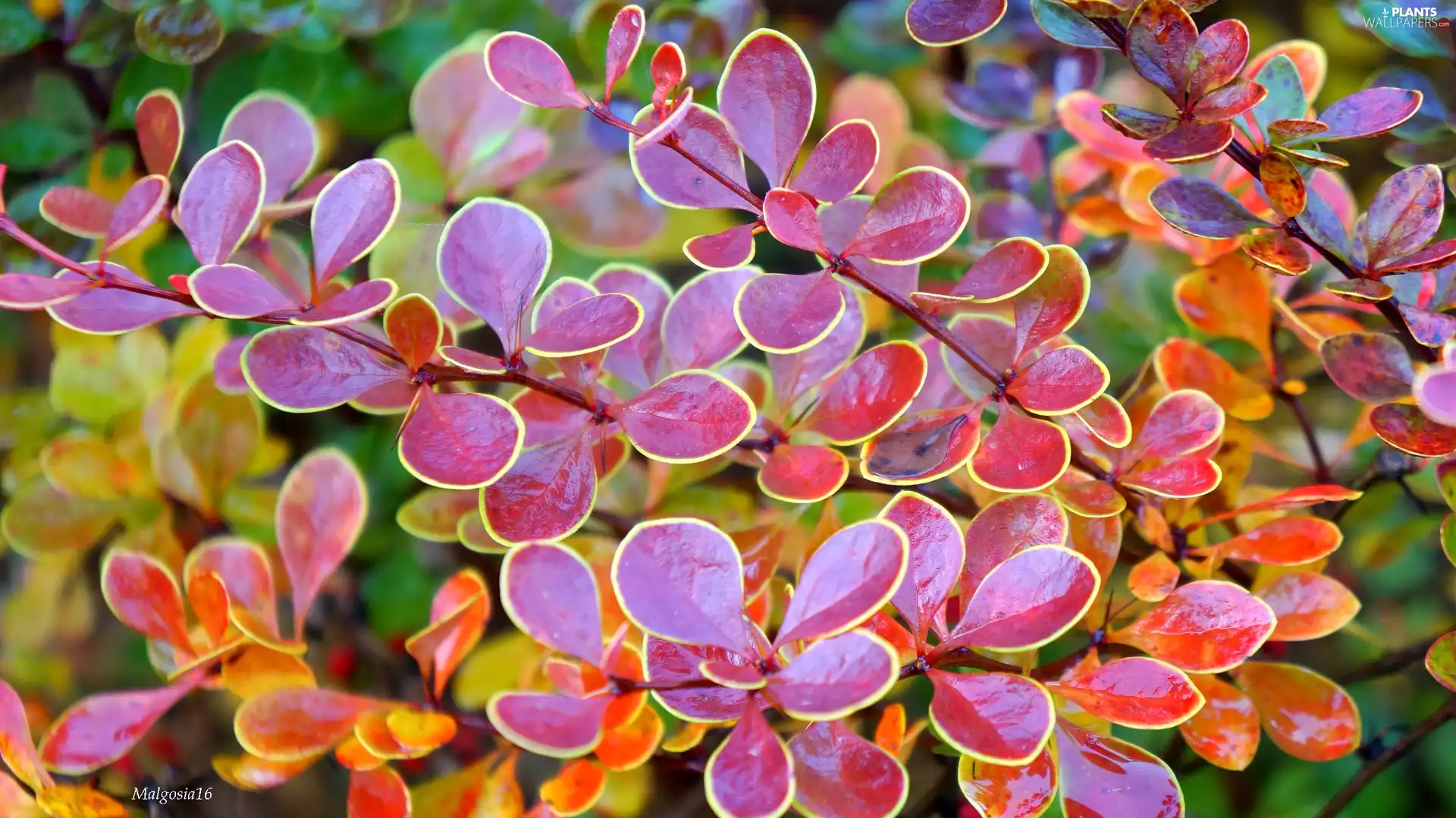 color, Twigs, barberry, Leaf