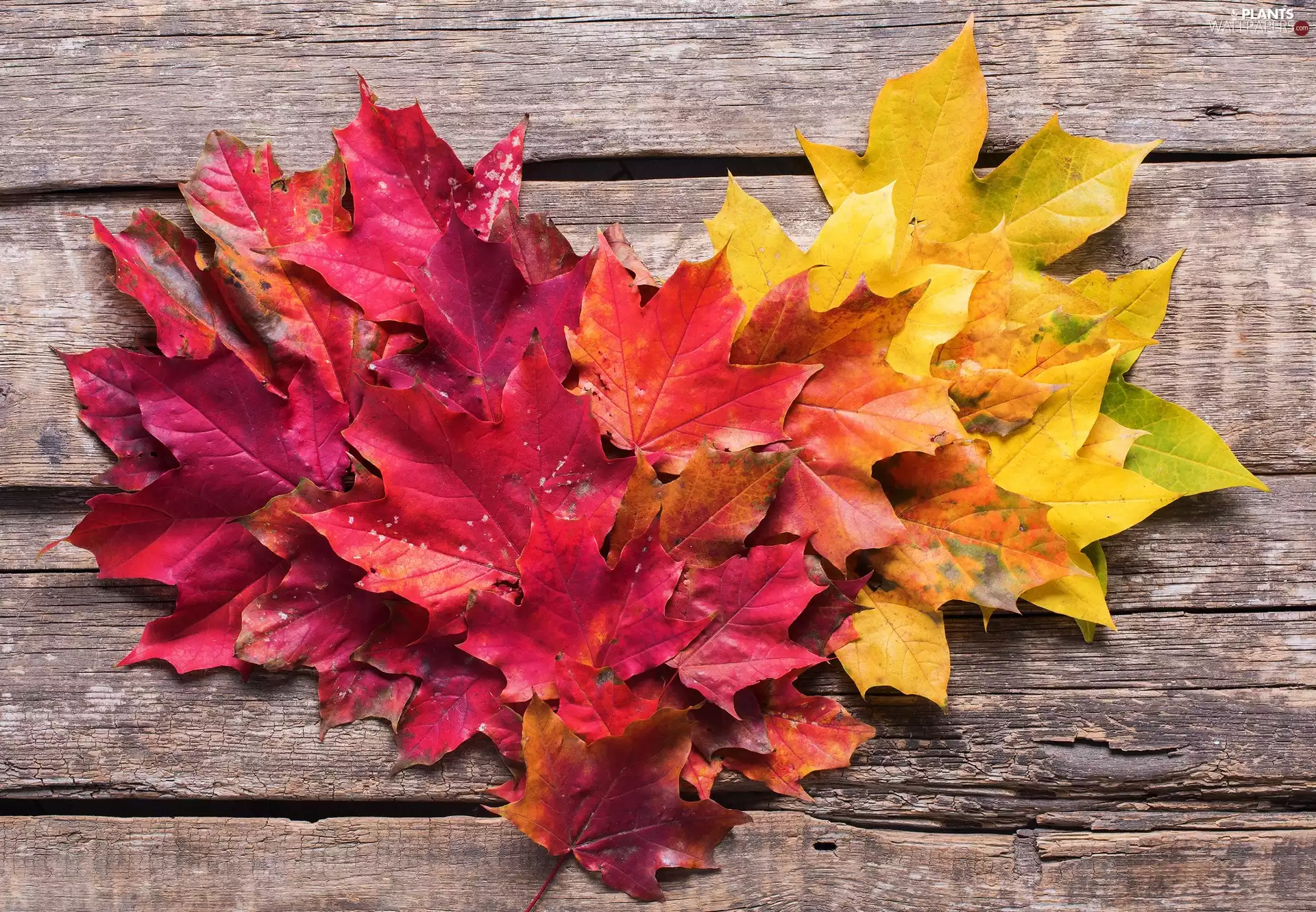 color, Heart, boarding, Leaf