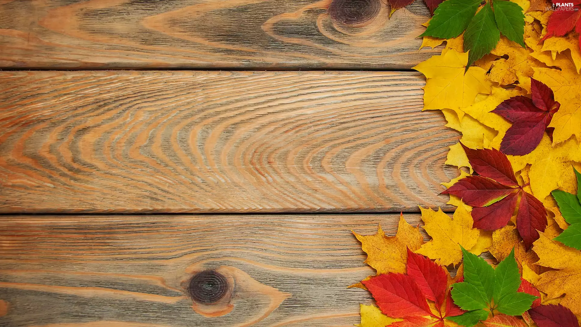 color, maple, boarding, Leaf