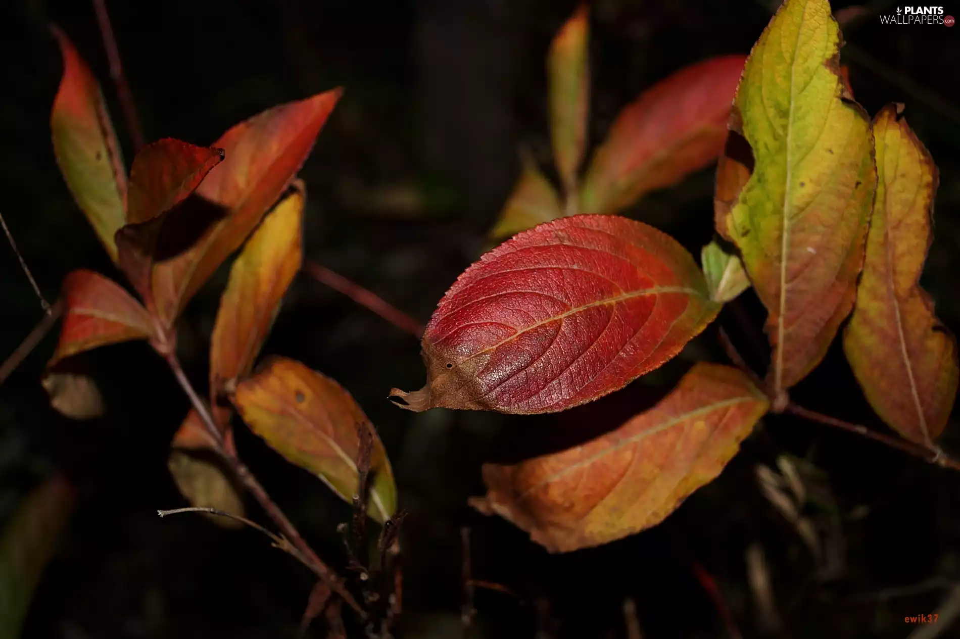 Leaf, Bush, color