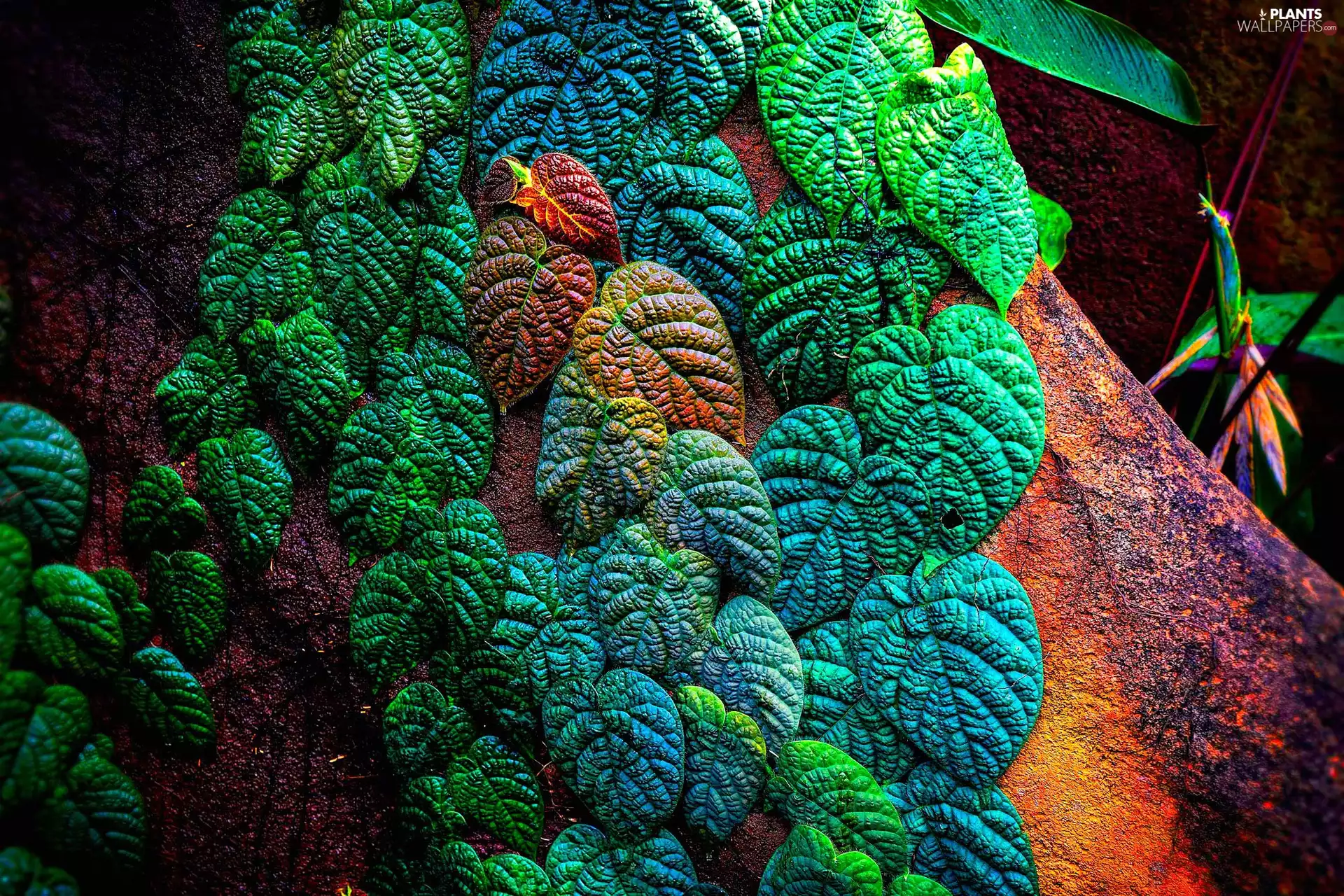 color, Stones, Close, Leaf