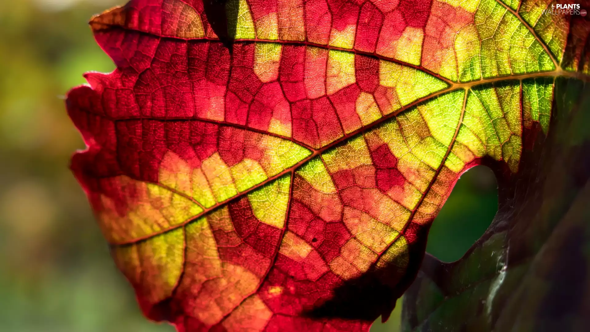 leaf, Close, color