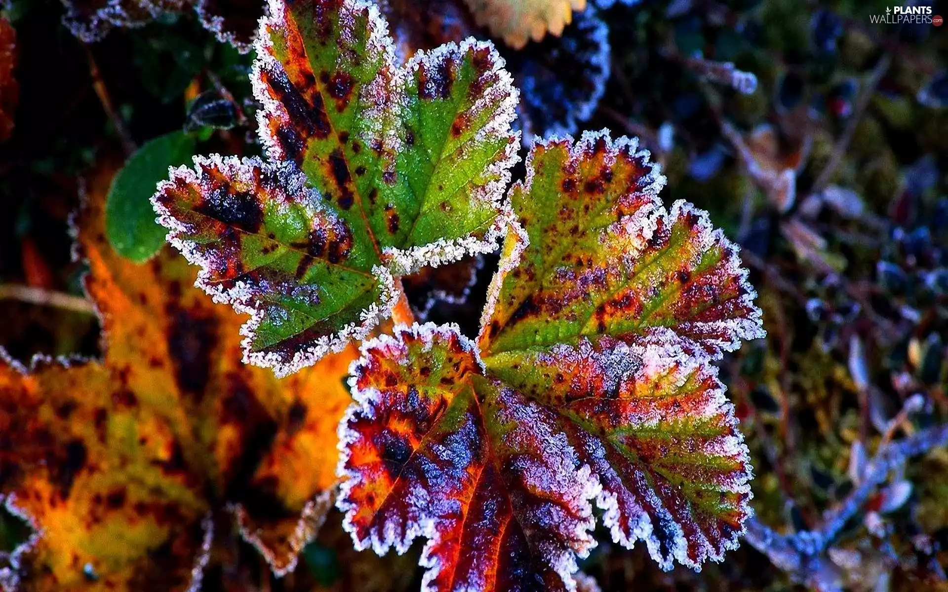 Leaf, frosty, color