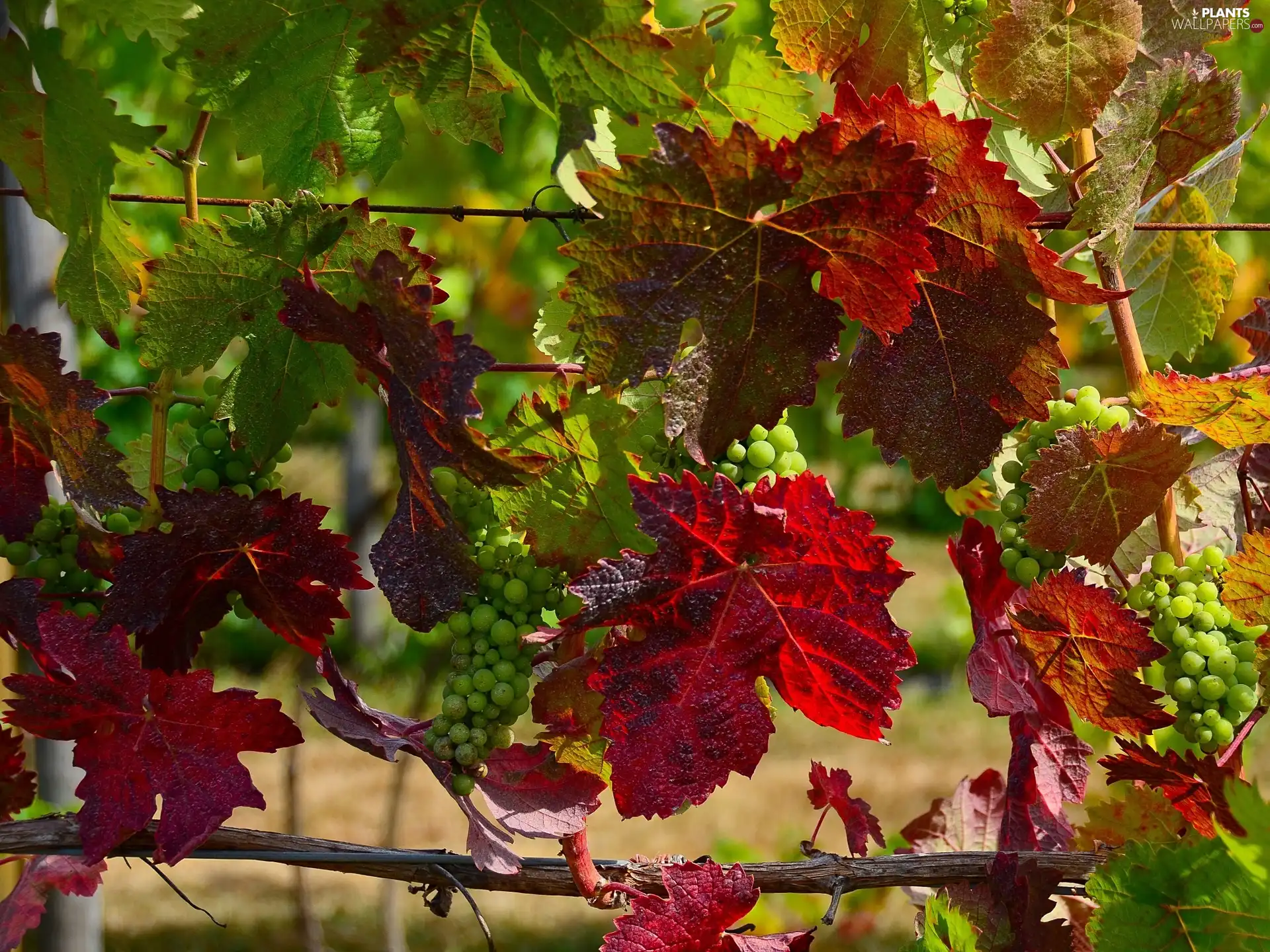 Leaf, Grapes, color