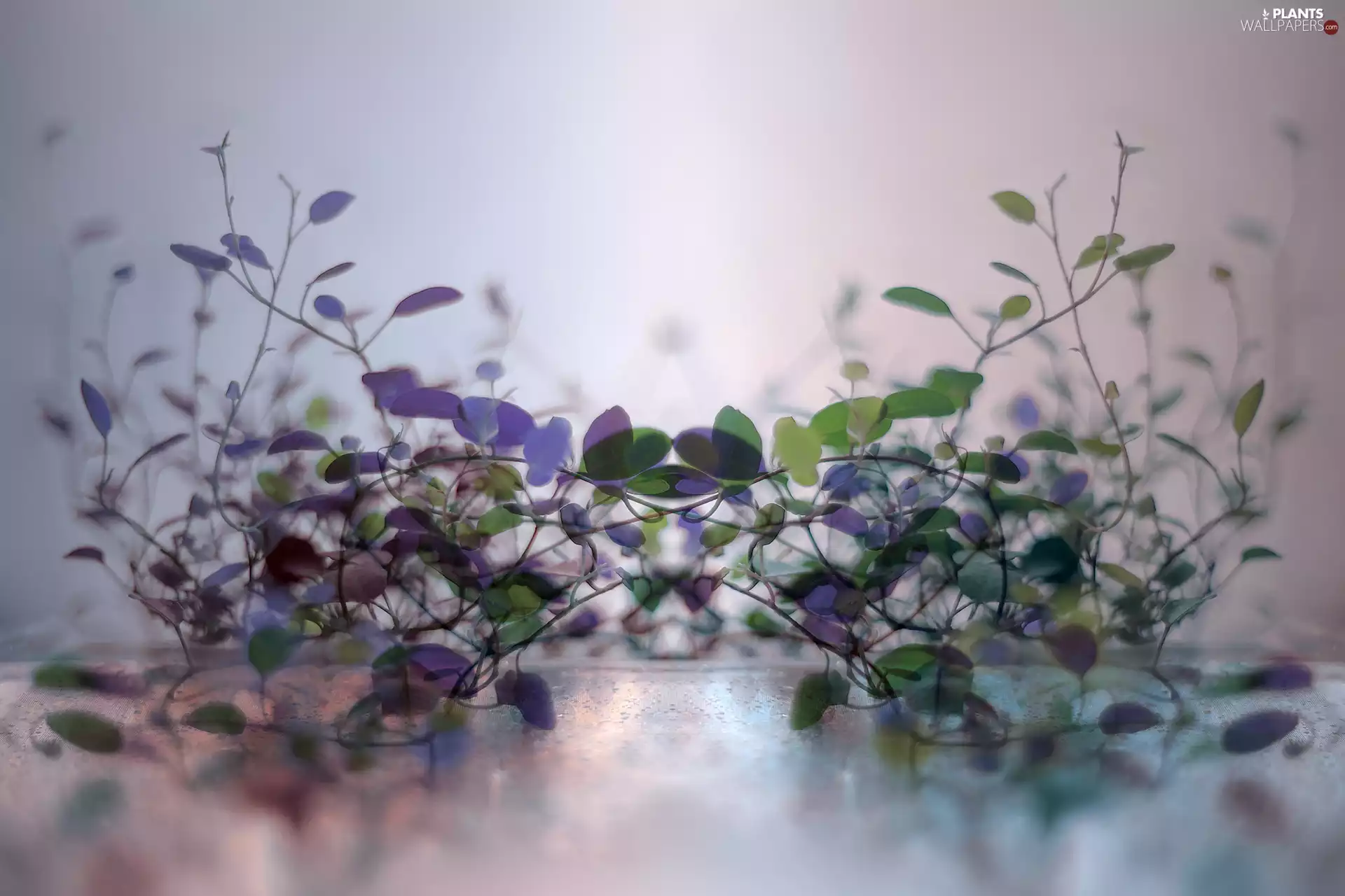 color, Twigs, graphics, Leaf