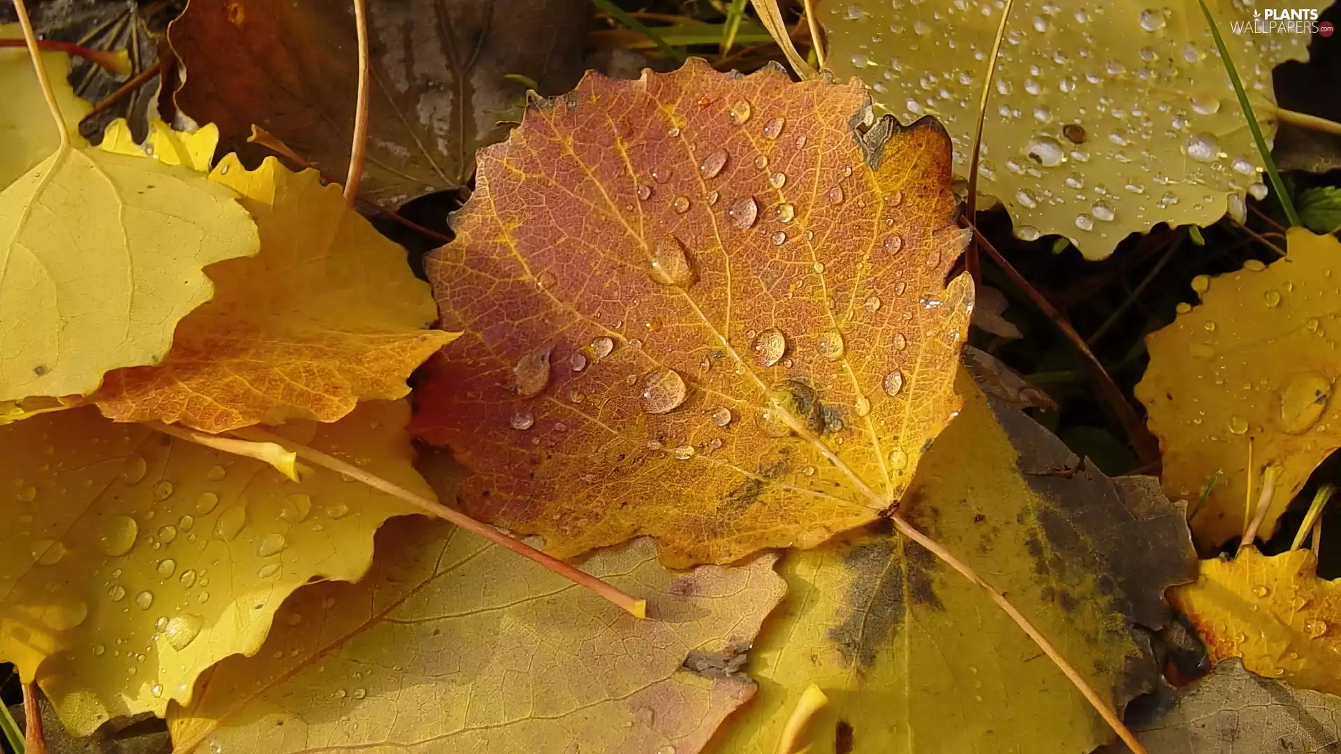 color, drops, rain, Leaf