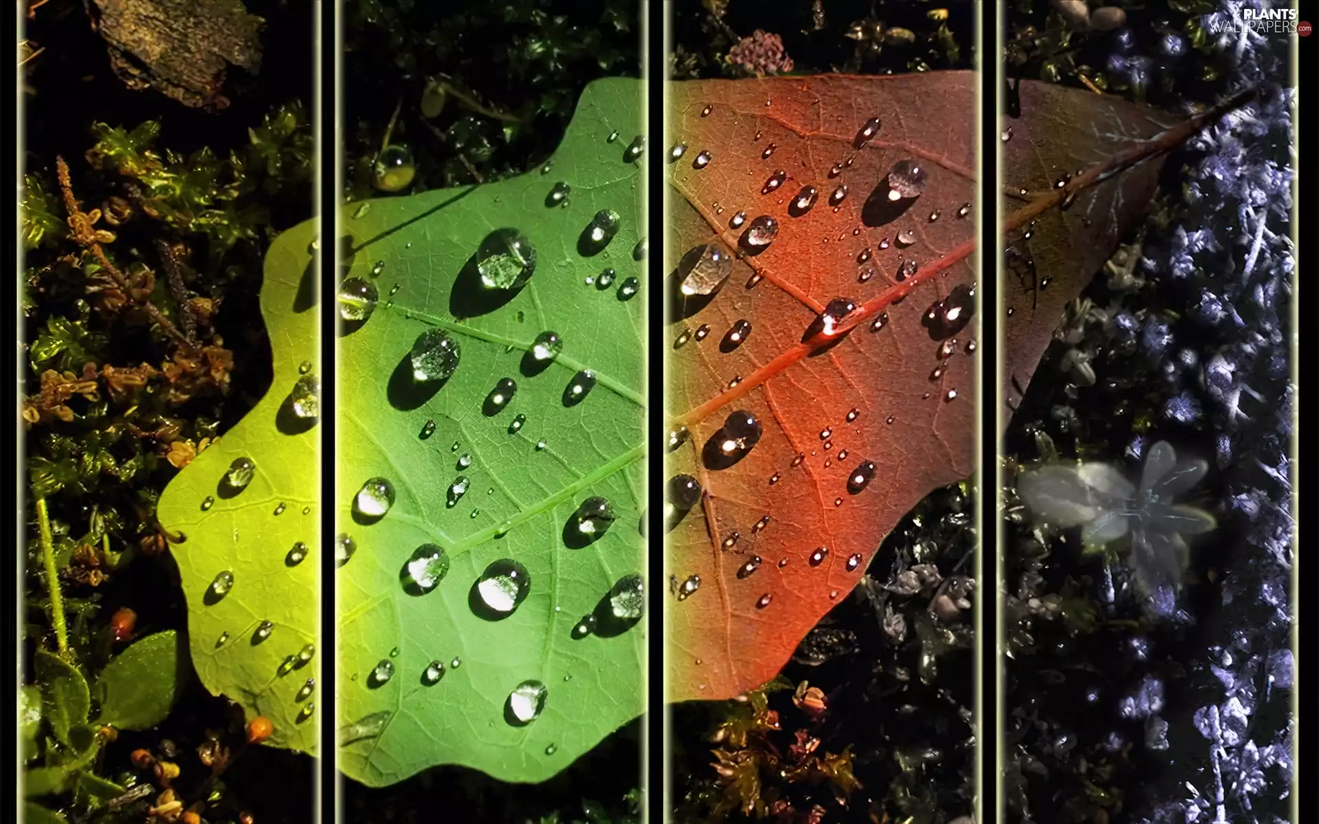 color, drops, Rosy, leaf