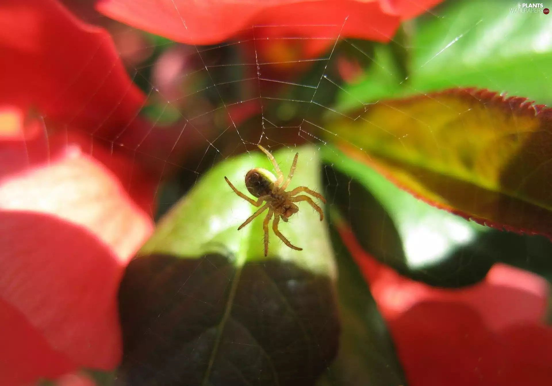 Leaf, Spider, color
