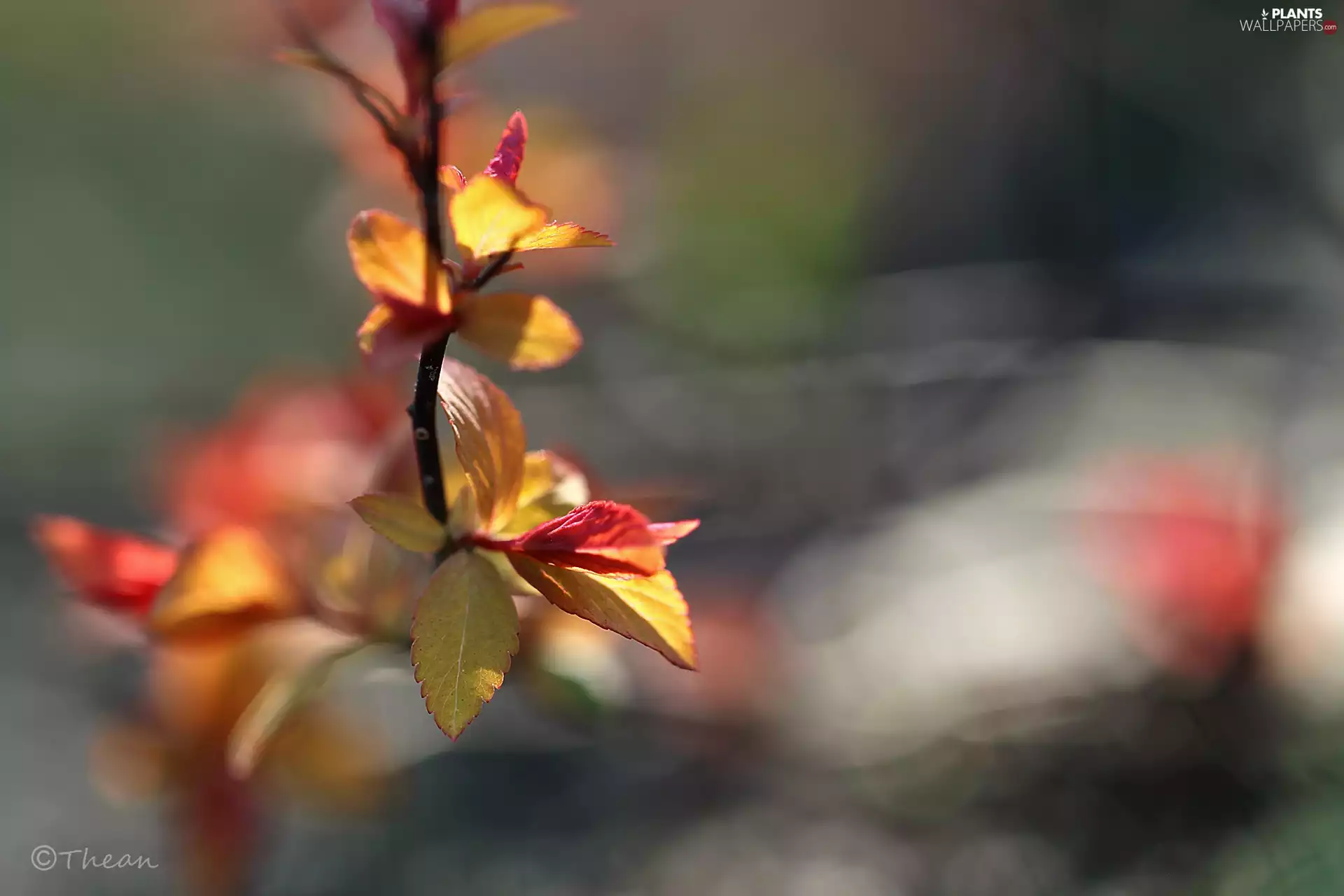 color, twig, Spring, Leaf