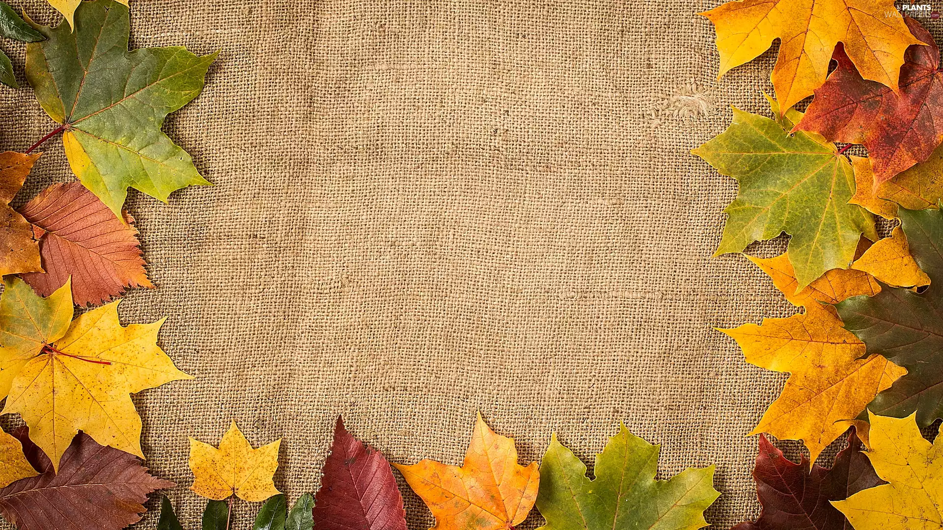 color, maple, stuff, Leaf