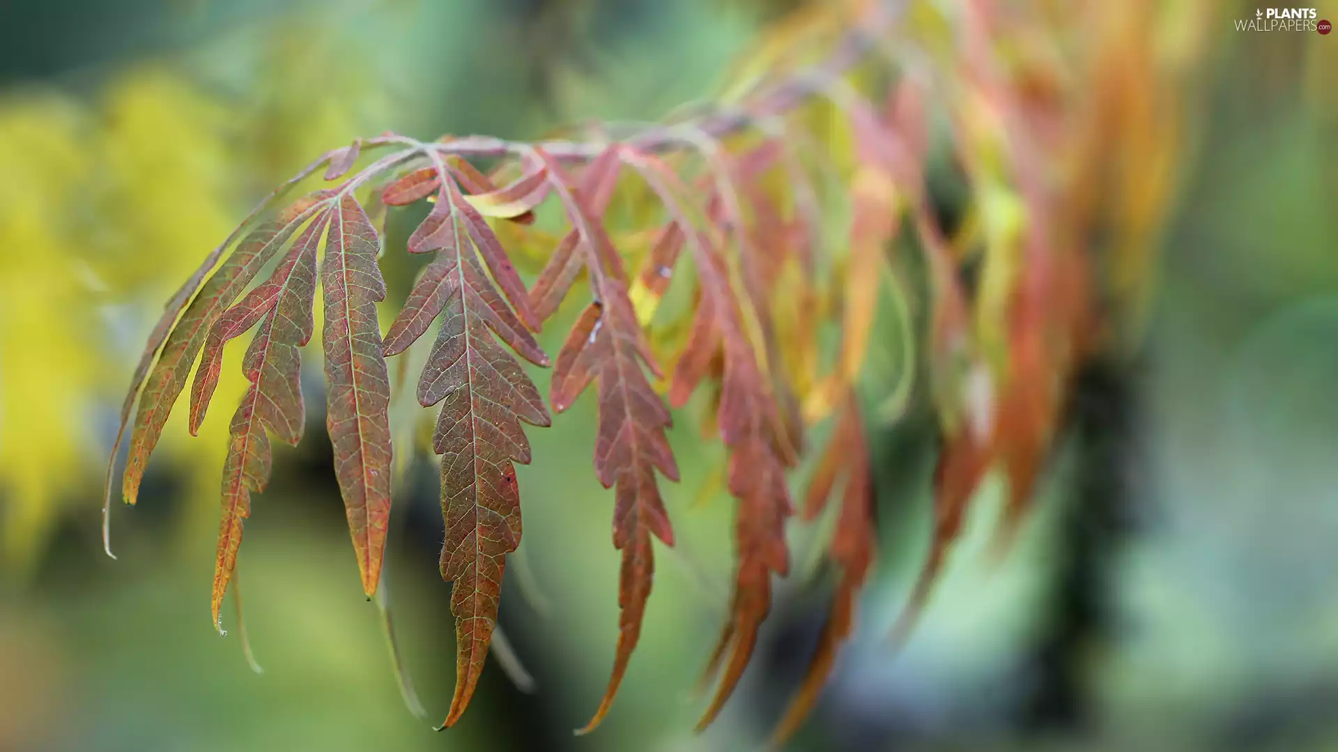 color, Autumn, twig, Leaf