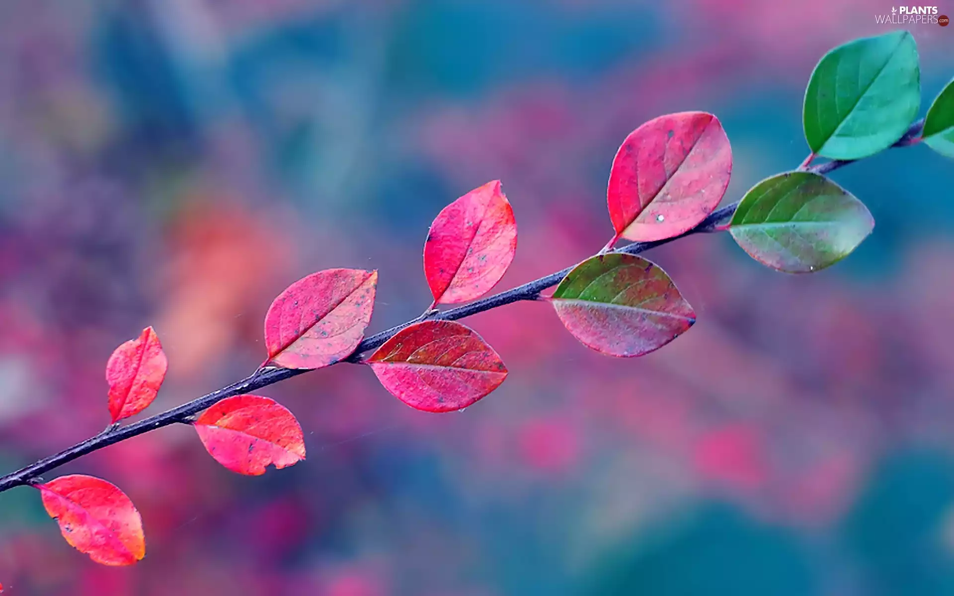Leaf, twig, color