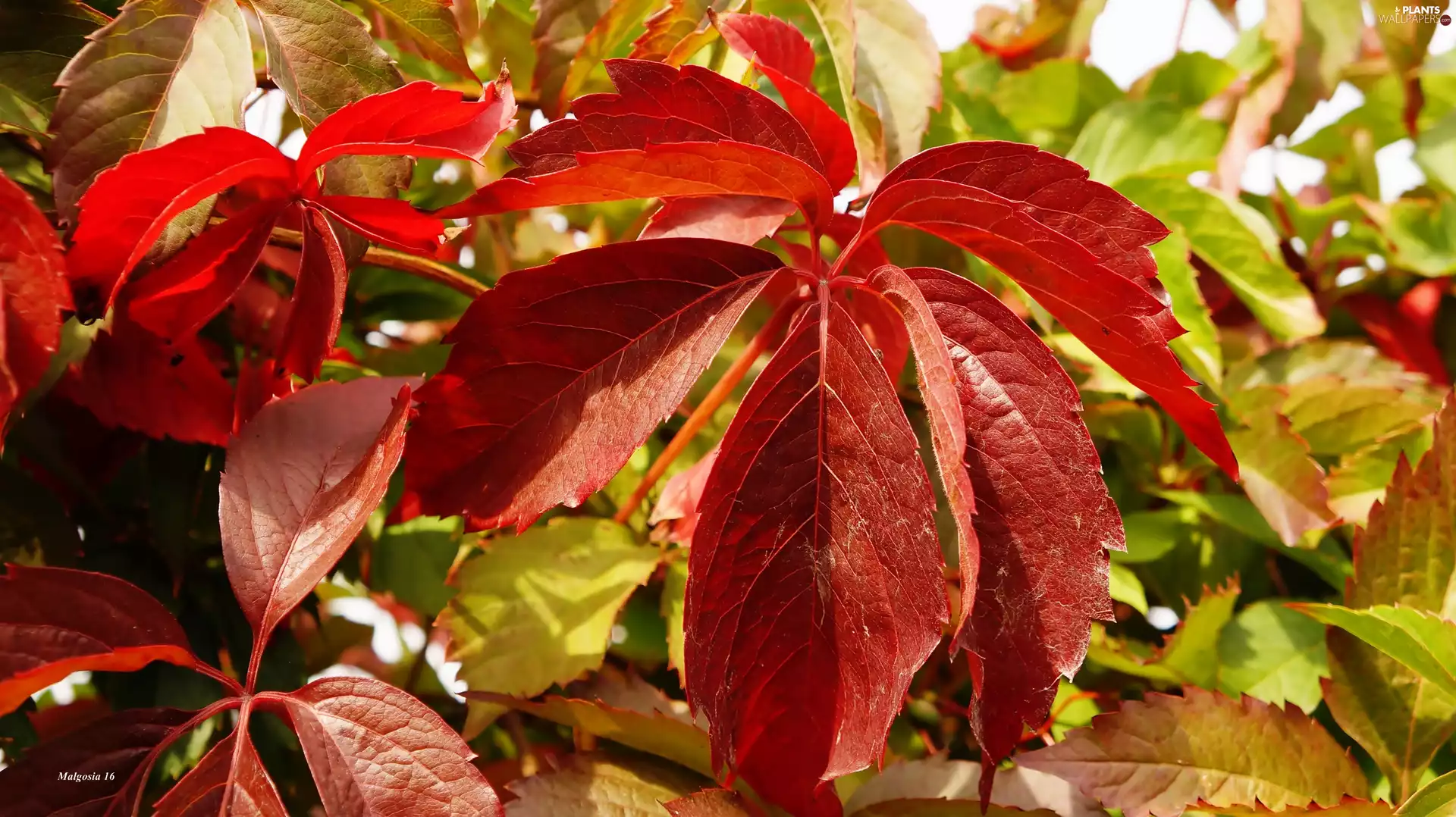 Leaf, Woodbine, color