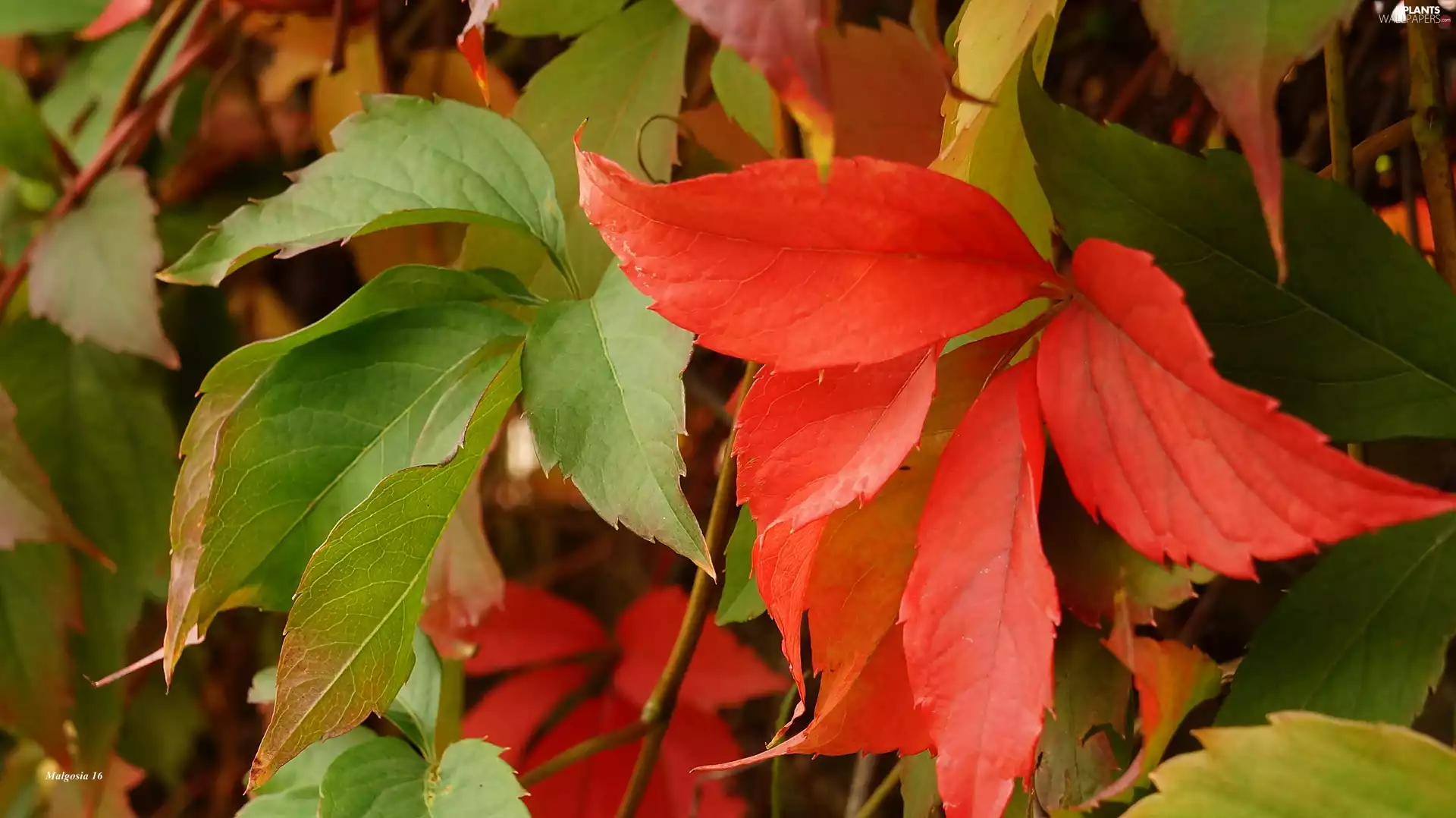 Leaf, Woodbine, color