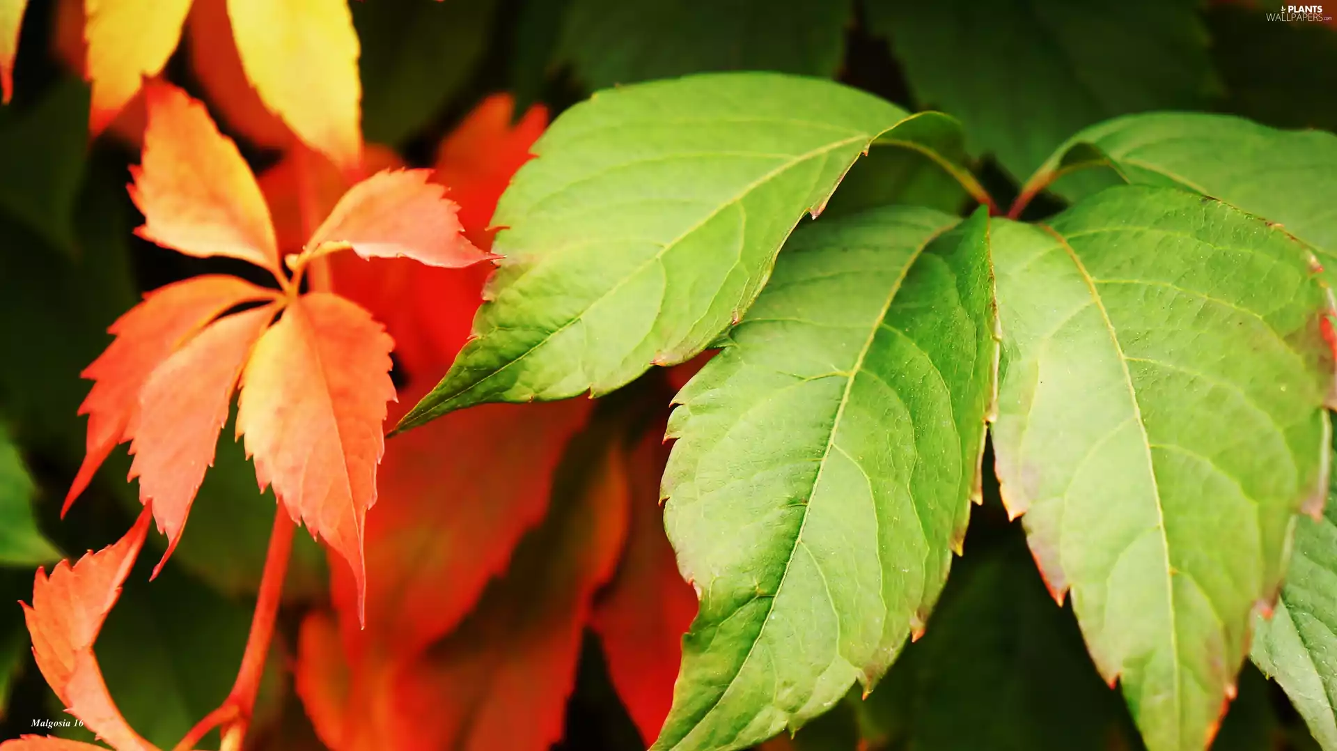 Leaf, Woodbine, color