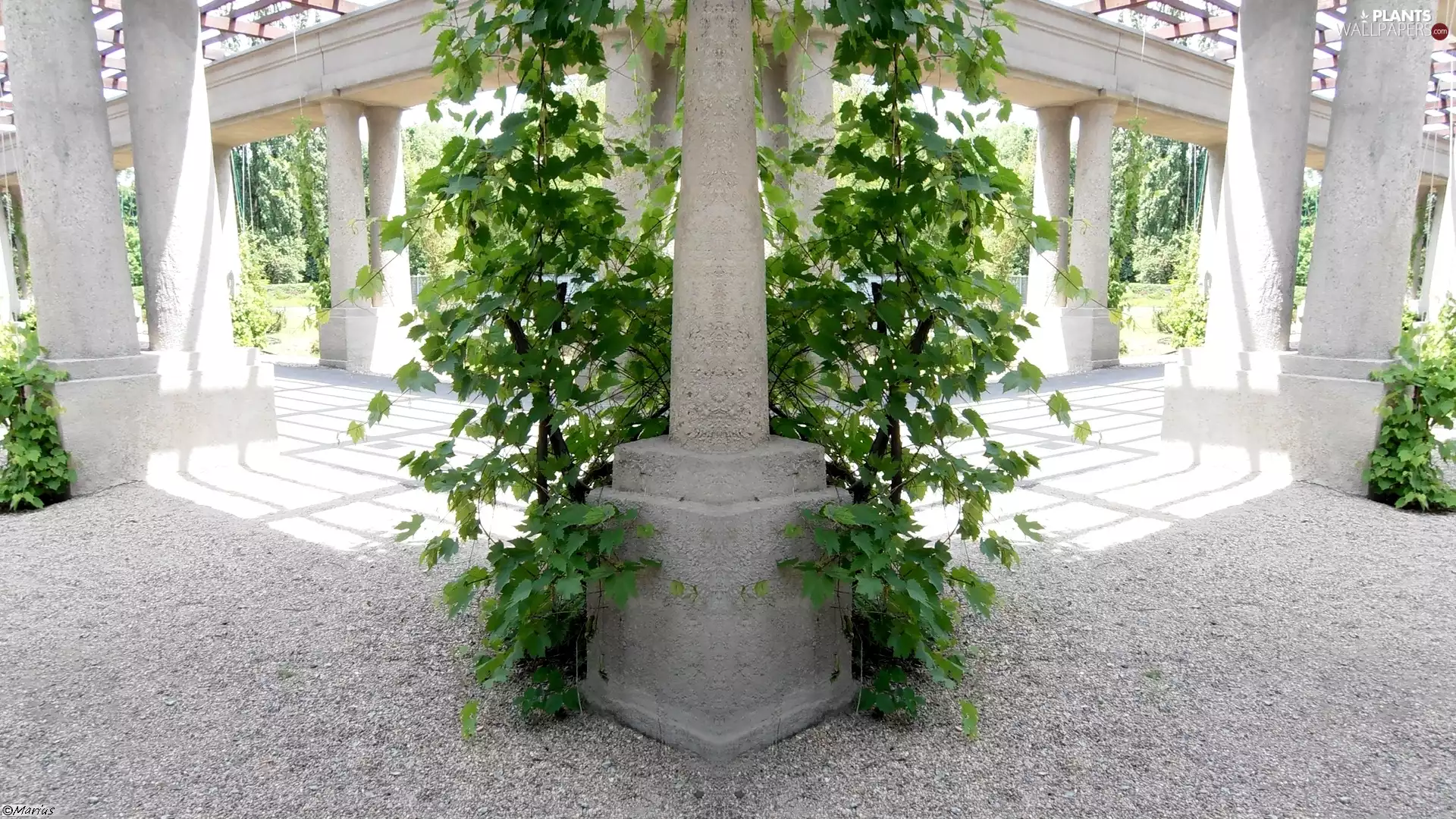 column, Mirror, reflection, Leaf