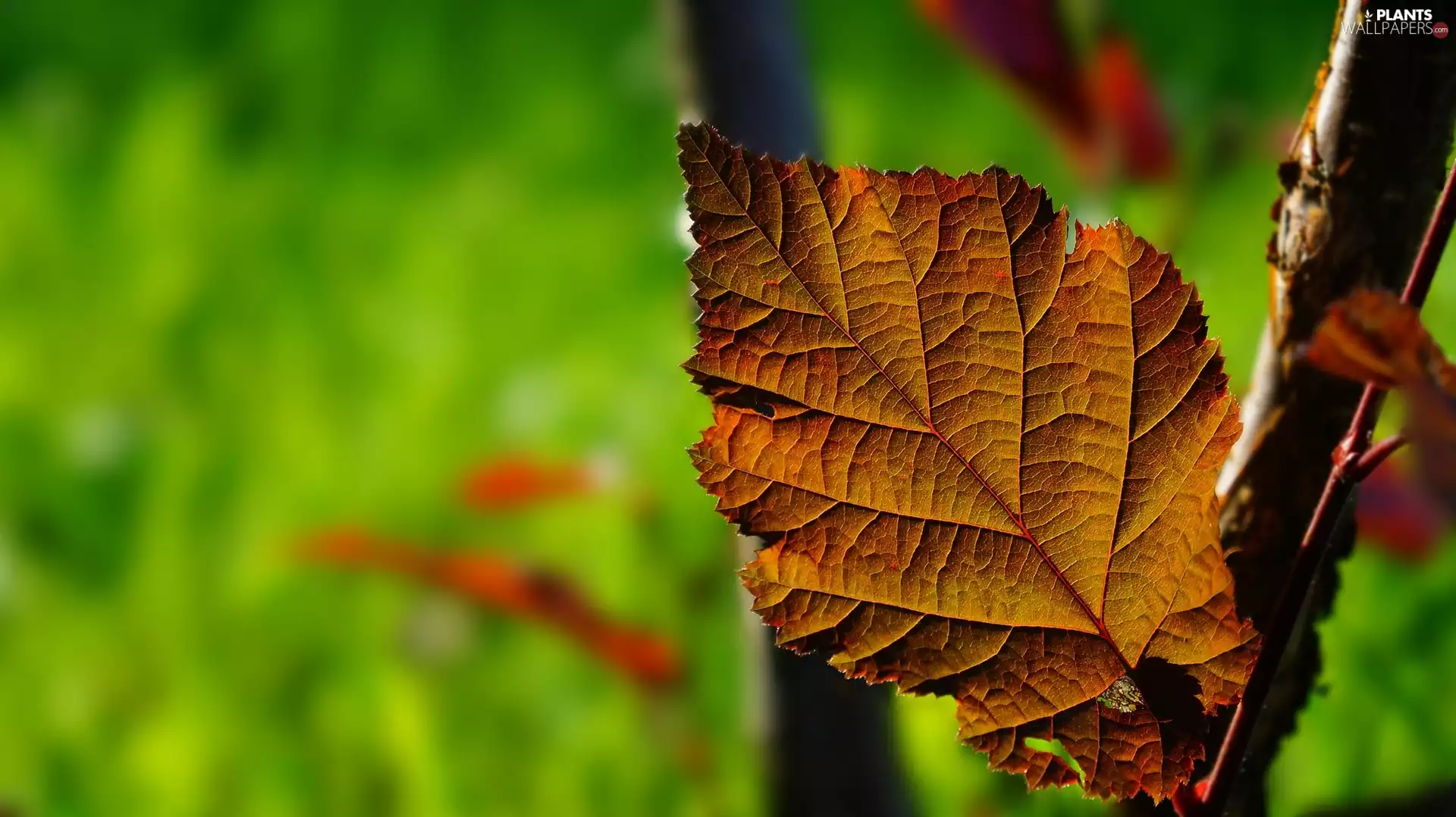 Corylus Maxima, plant, leaf