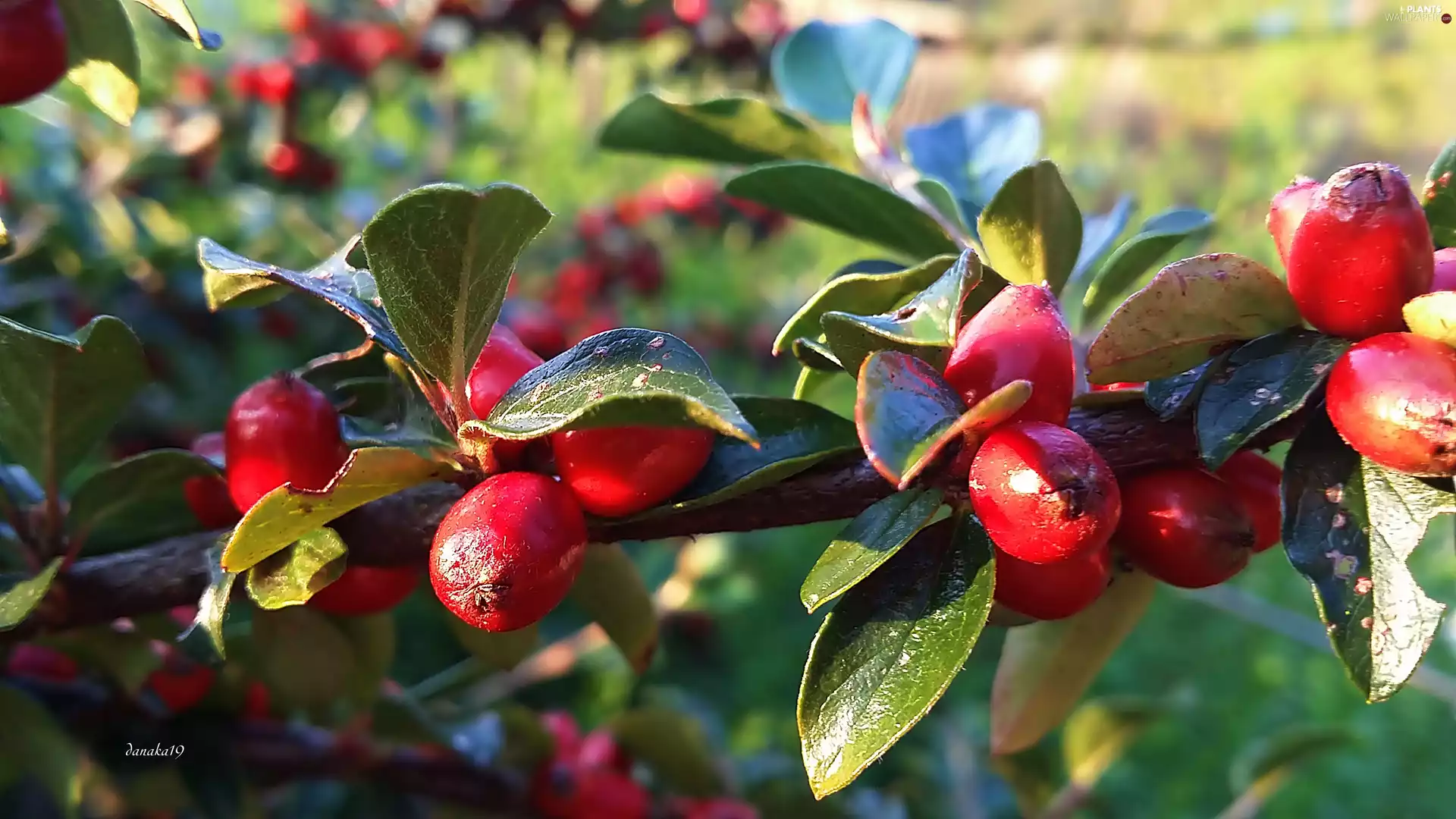 blueberries, Leaf, cotoneaster, Red, Bush