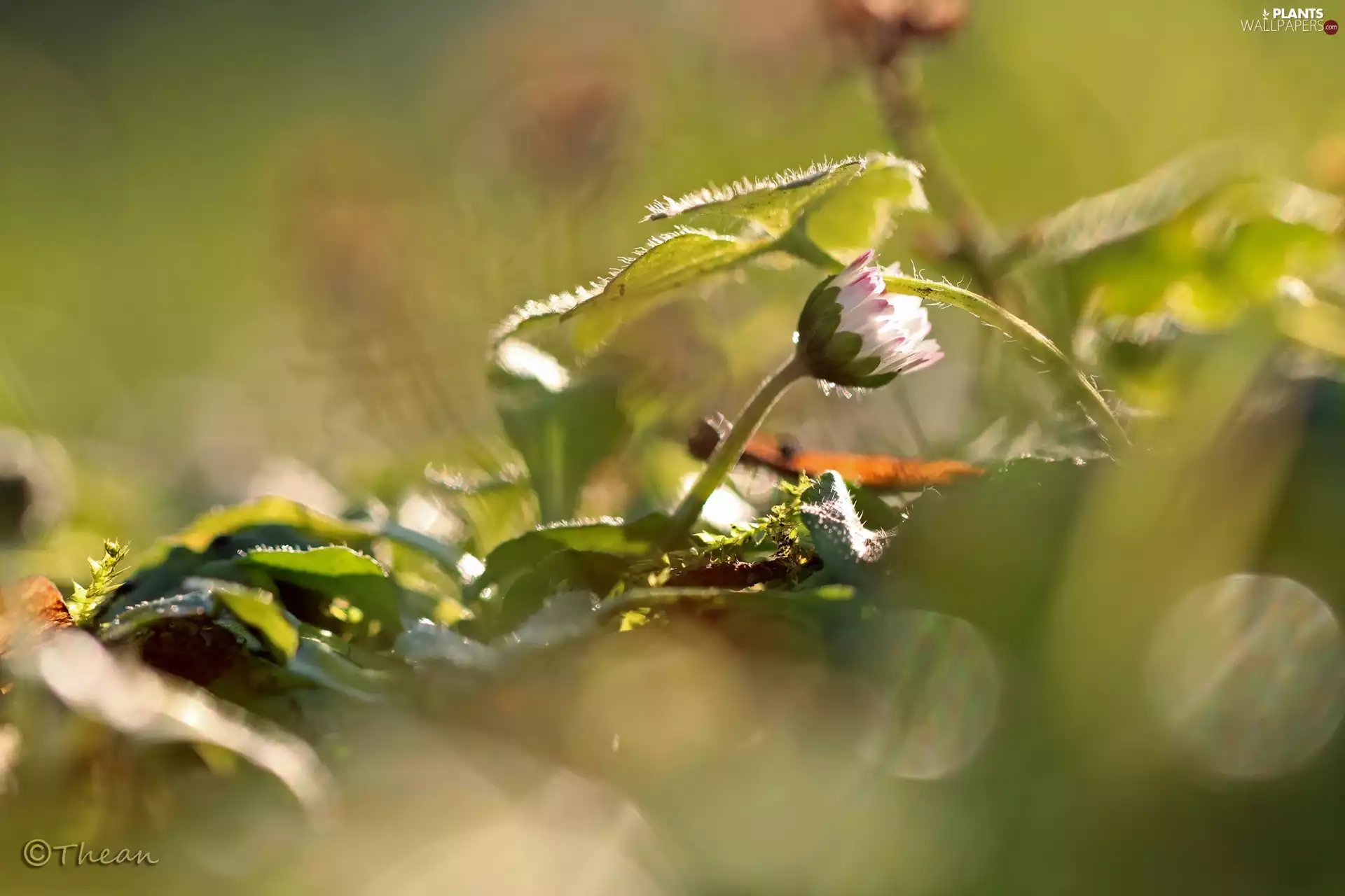 Leaf, daisy, Covered