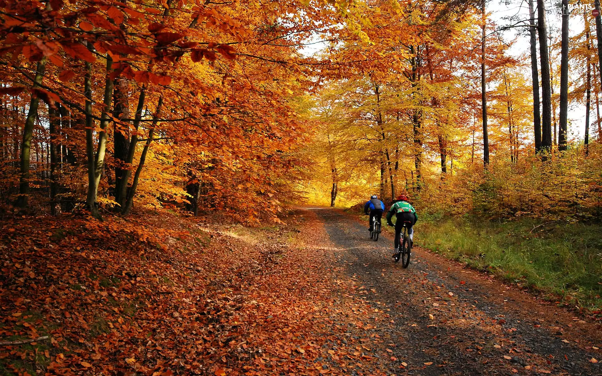 Leaf, autumn, Cyclists