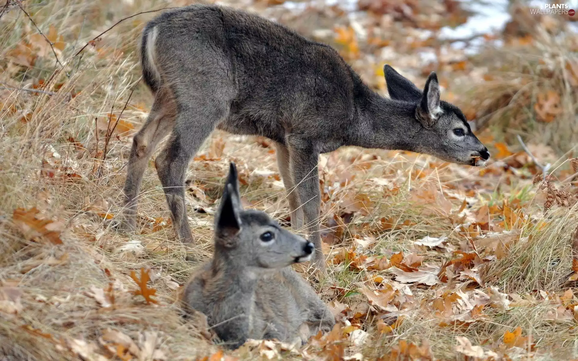 deer, grass, autumn, Leaf
