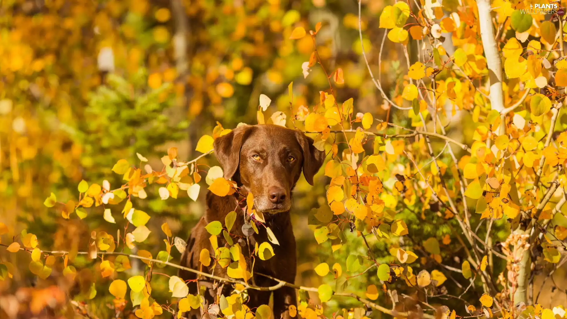 Leaf, Brown, dog