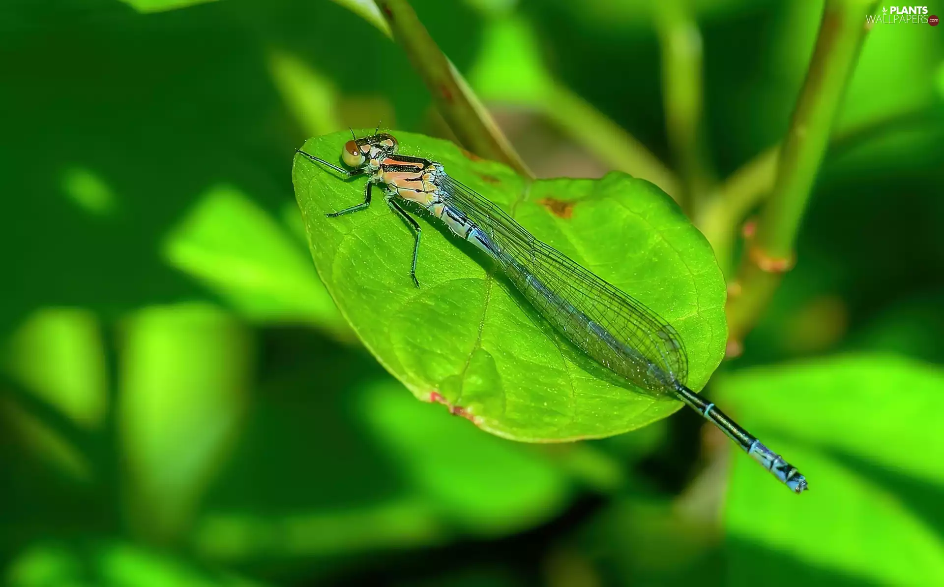 dragon-fly, Green, leaf
